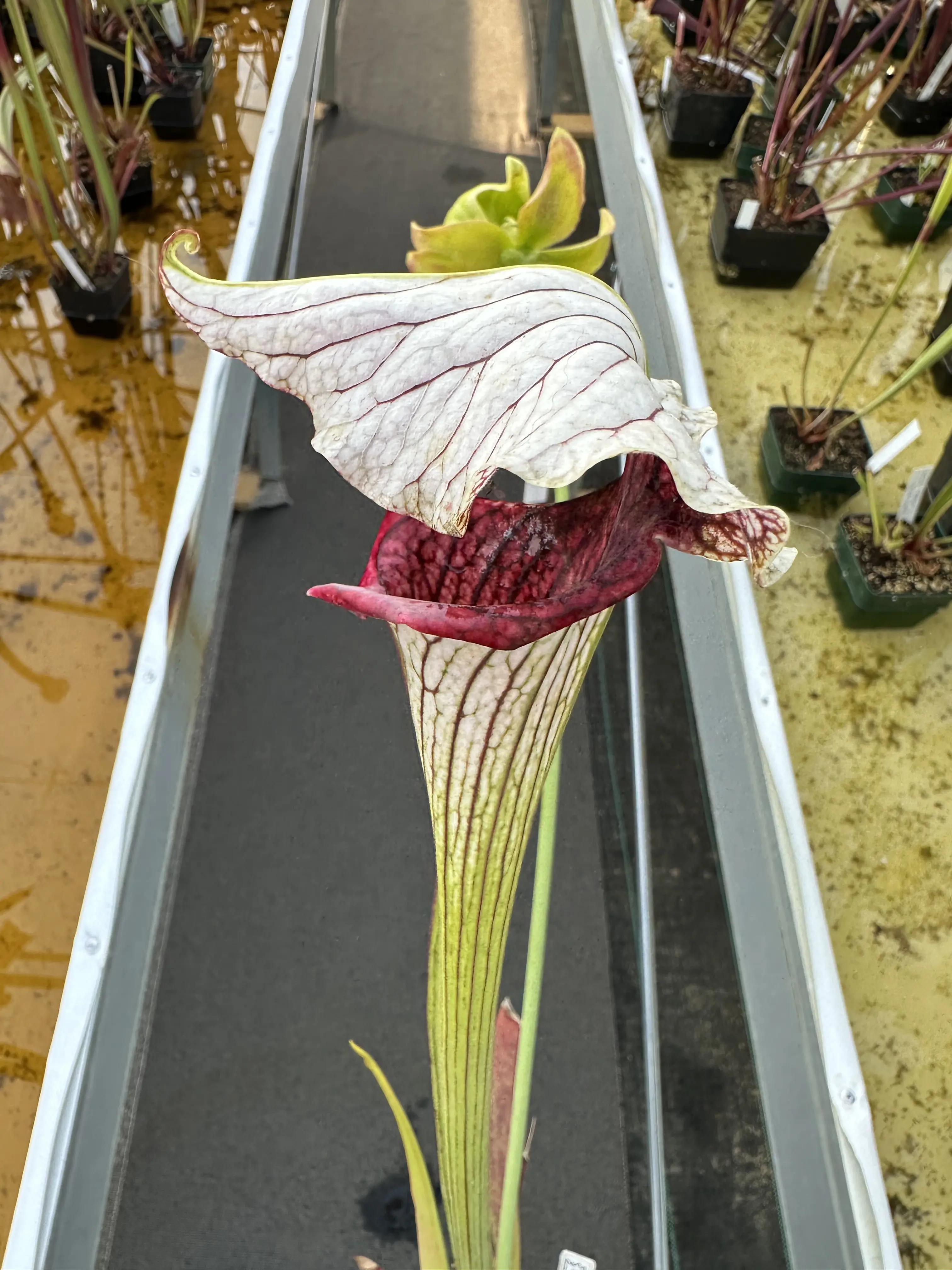 S. x 'Crown of Thorns'