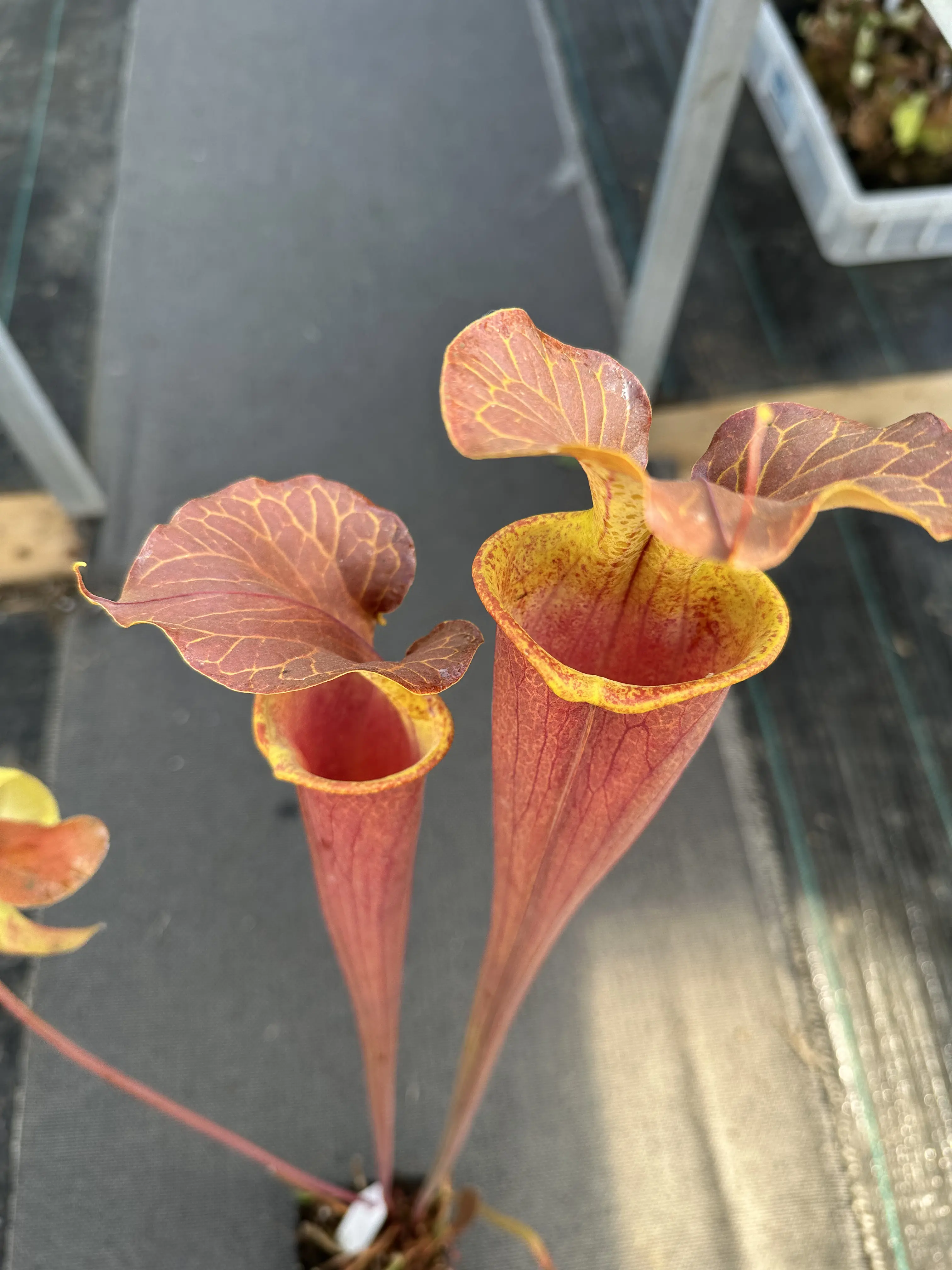 S. flava var. cuprea, inverse, heavy copper colour