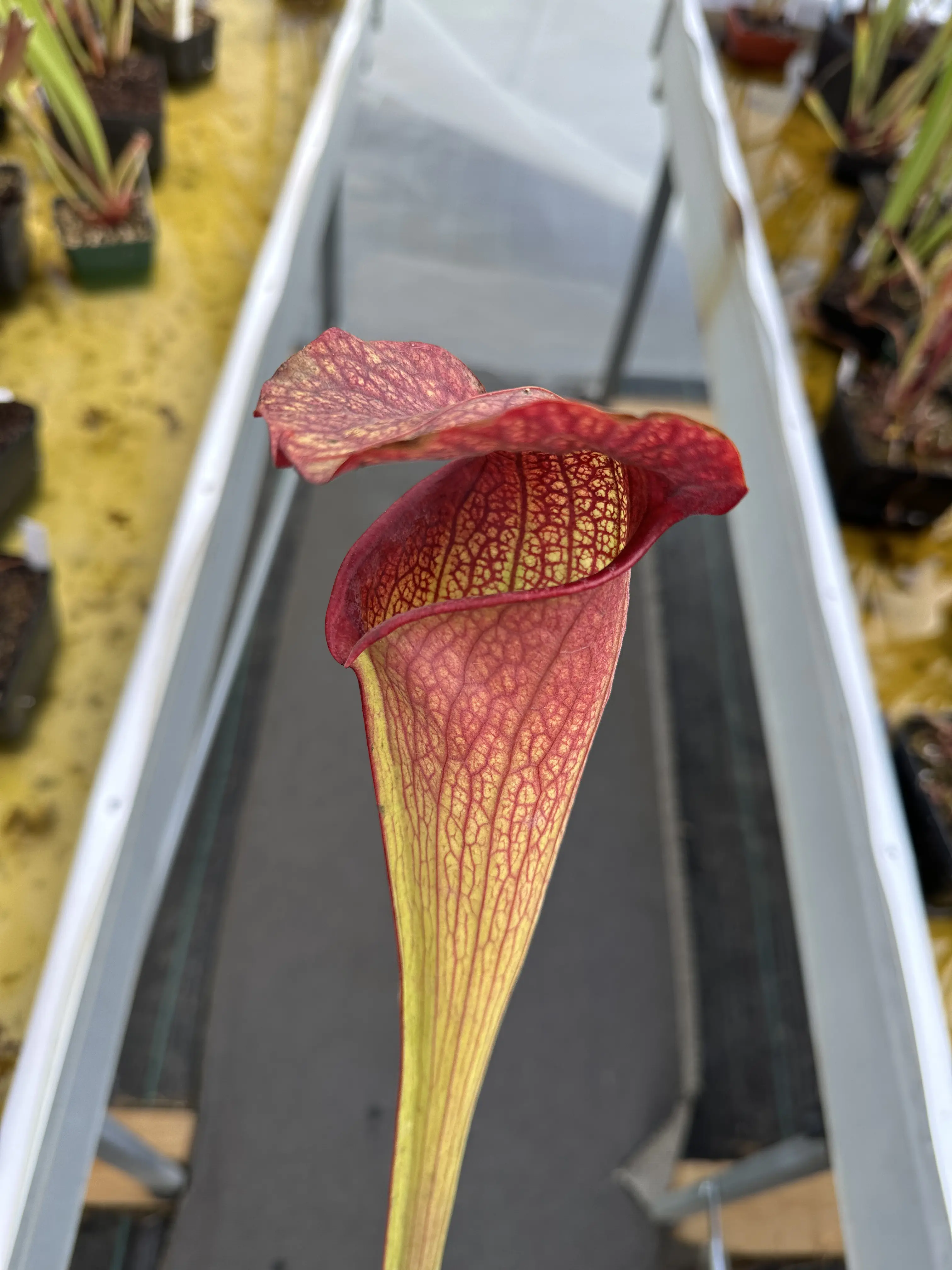 S. x excellens `Deep Throat'