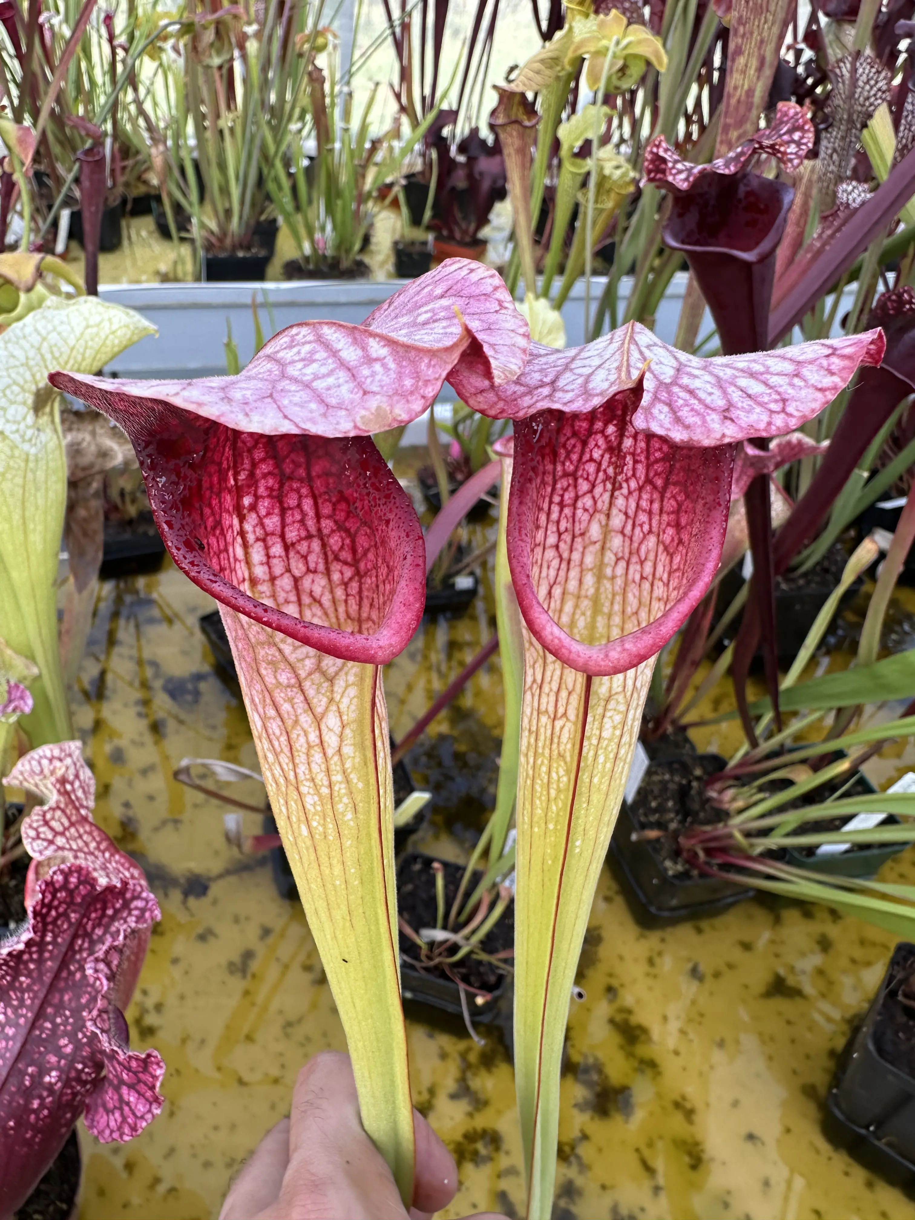 S. x excellens hl x (leah x ads 1 mirek)