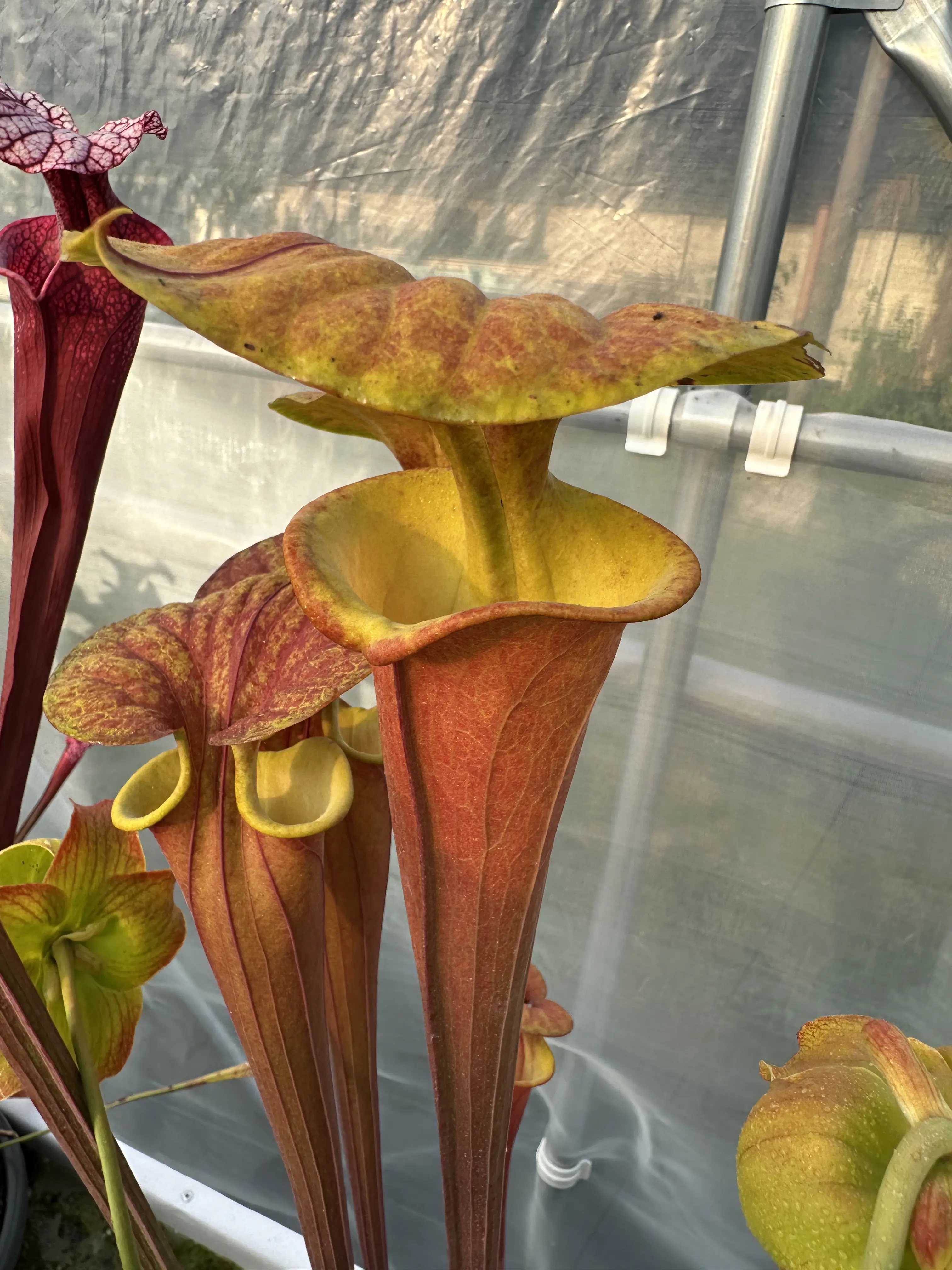 S. flava, inverse veins