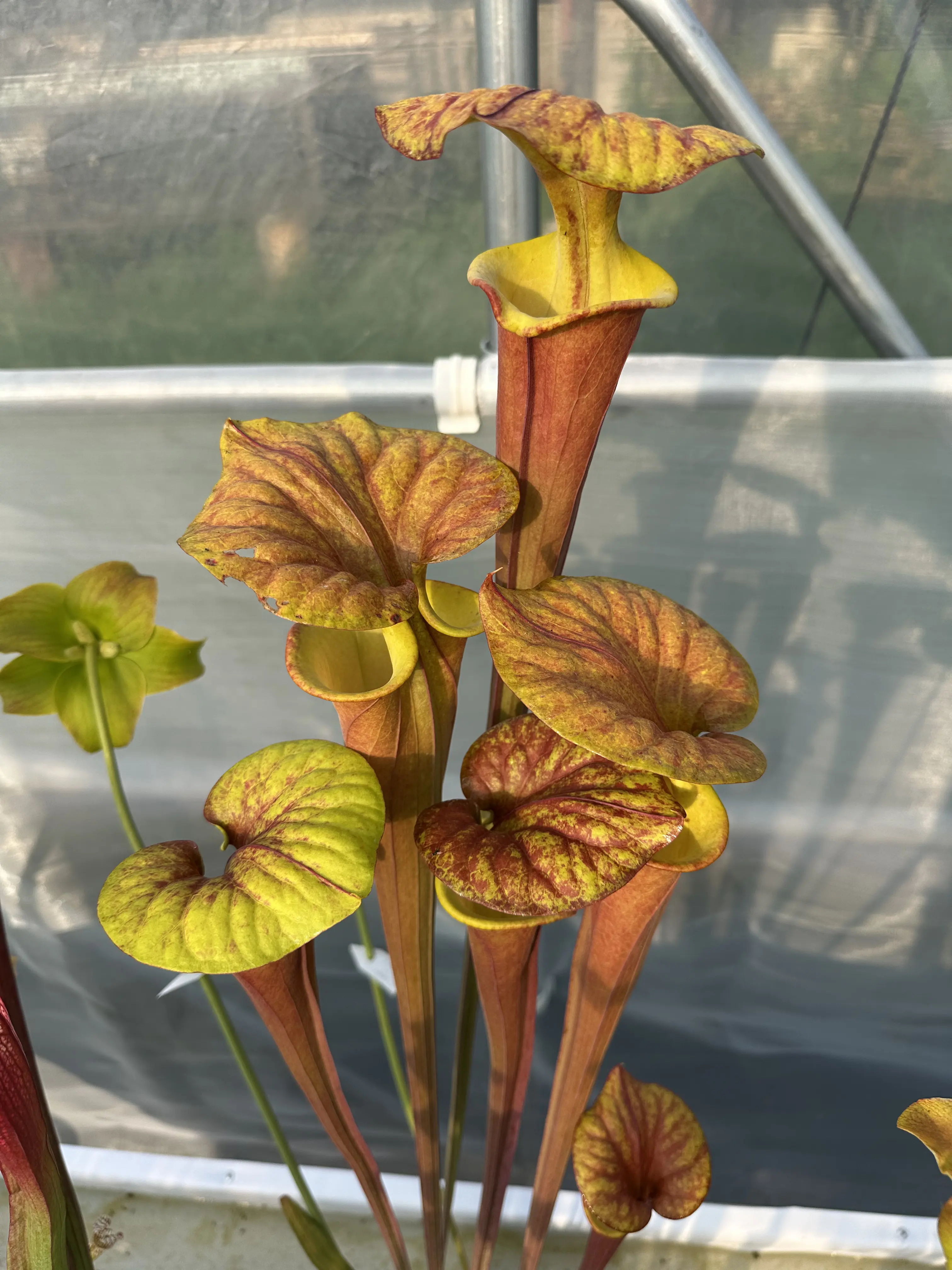 S. flava, inverse veins