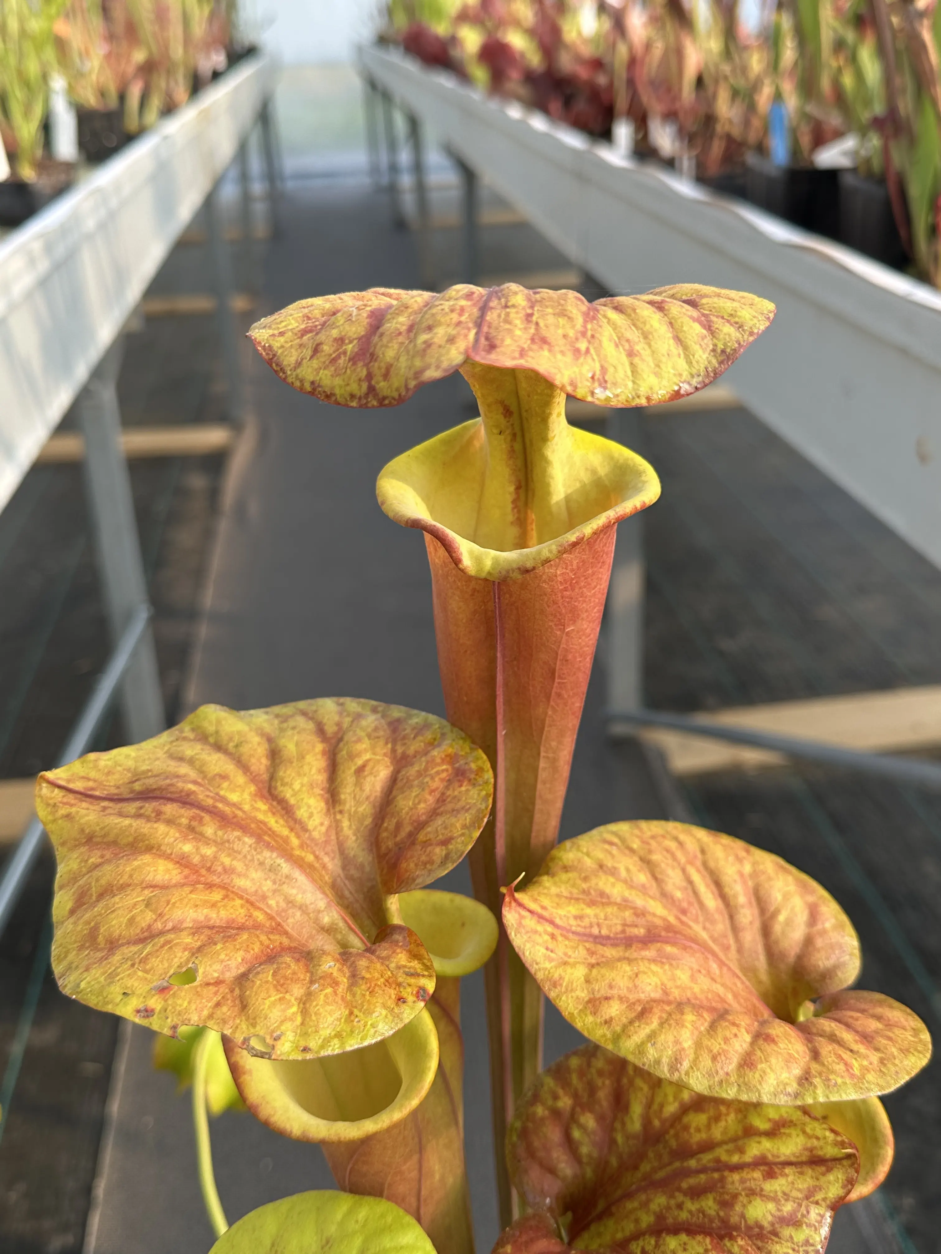 S. flava, inverse veins