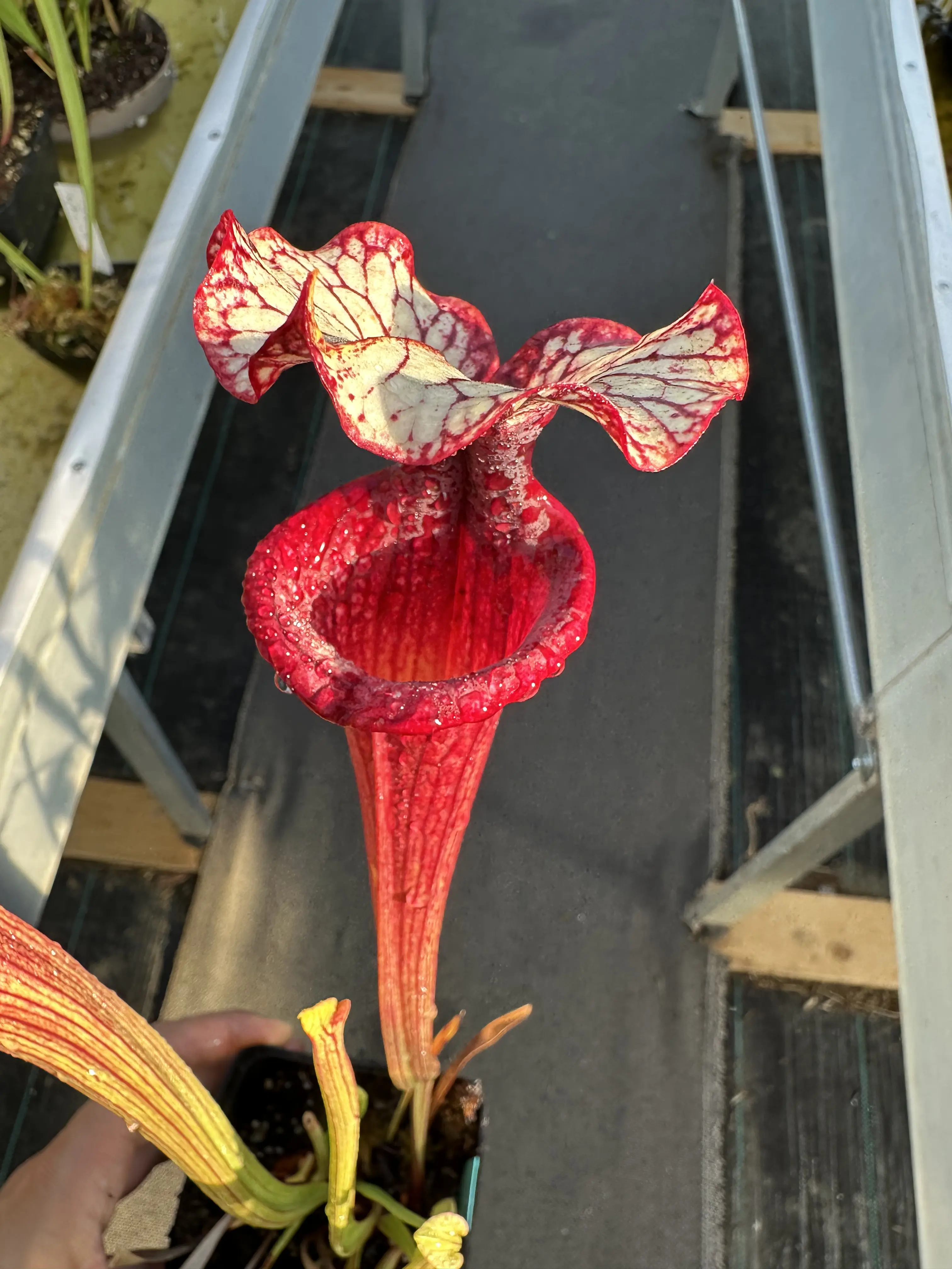 S. x "Fuchsia Sister"