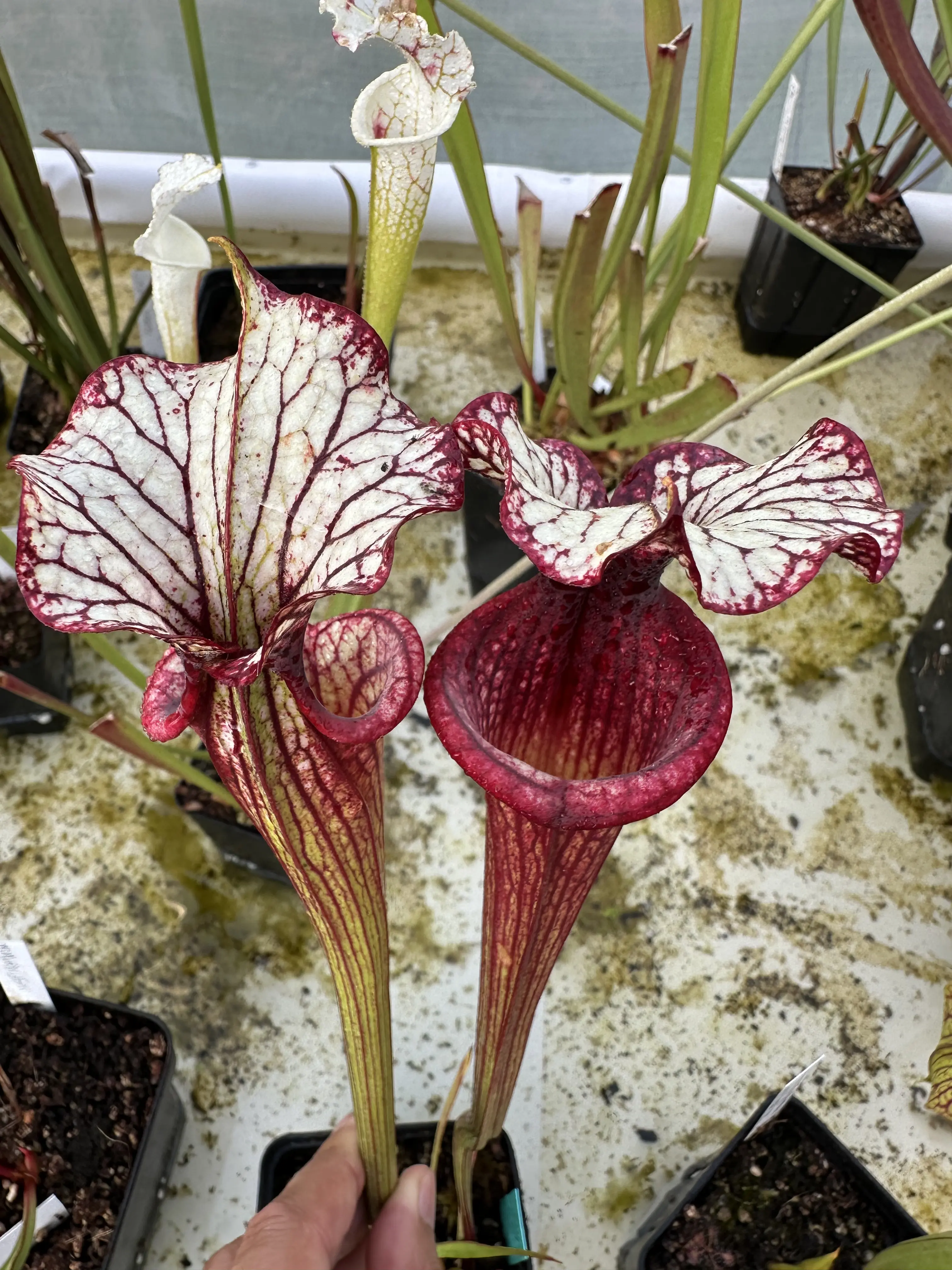 S. x "Fuchsia Sister"