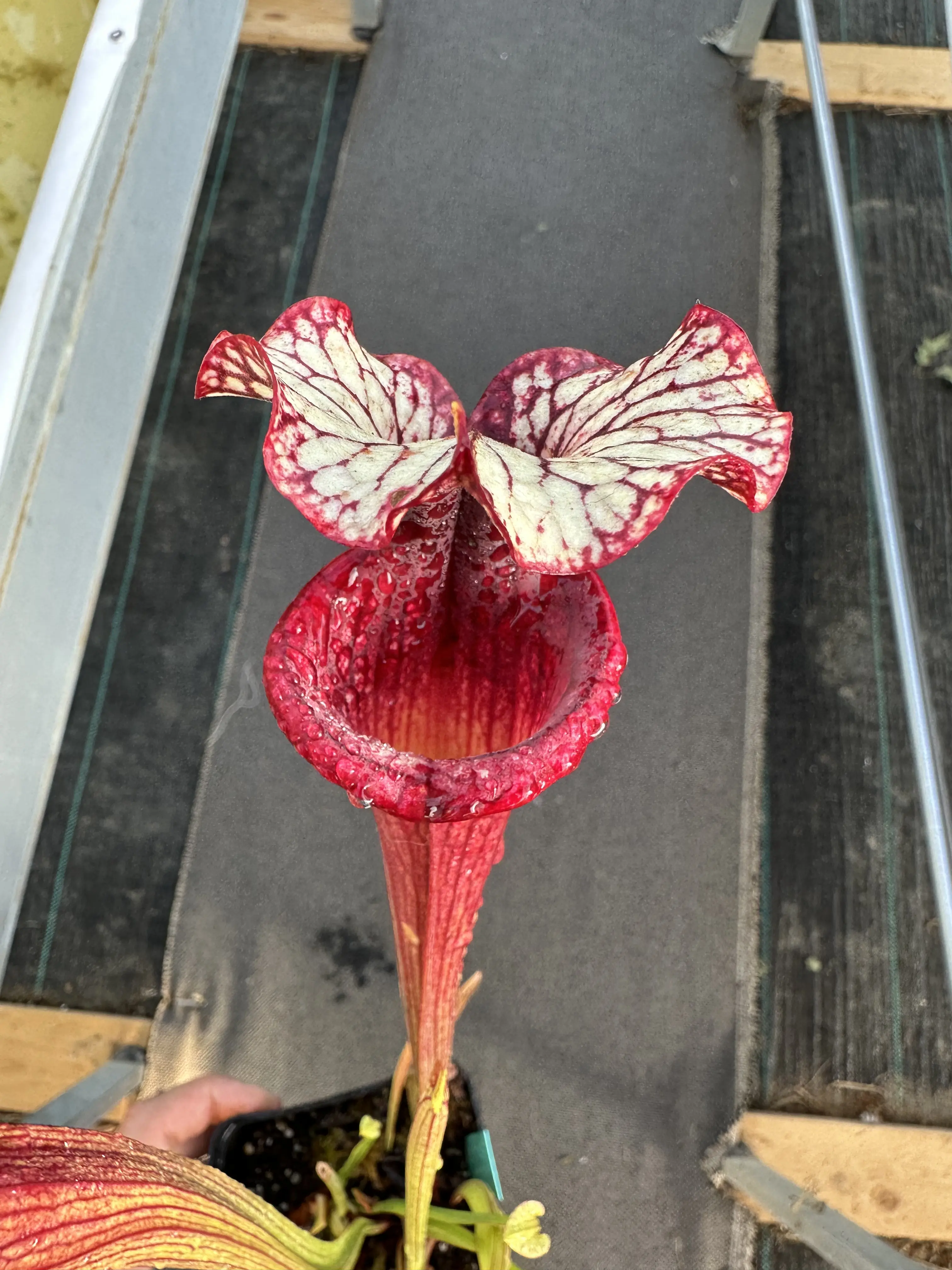 S. x "Fuchsia Sister"