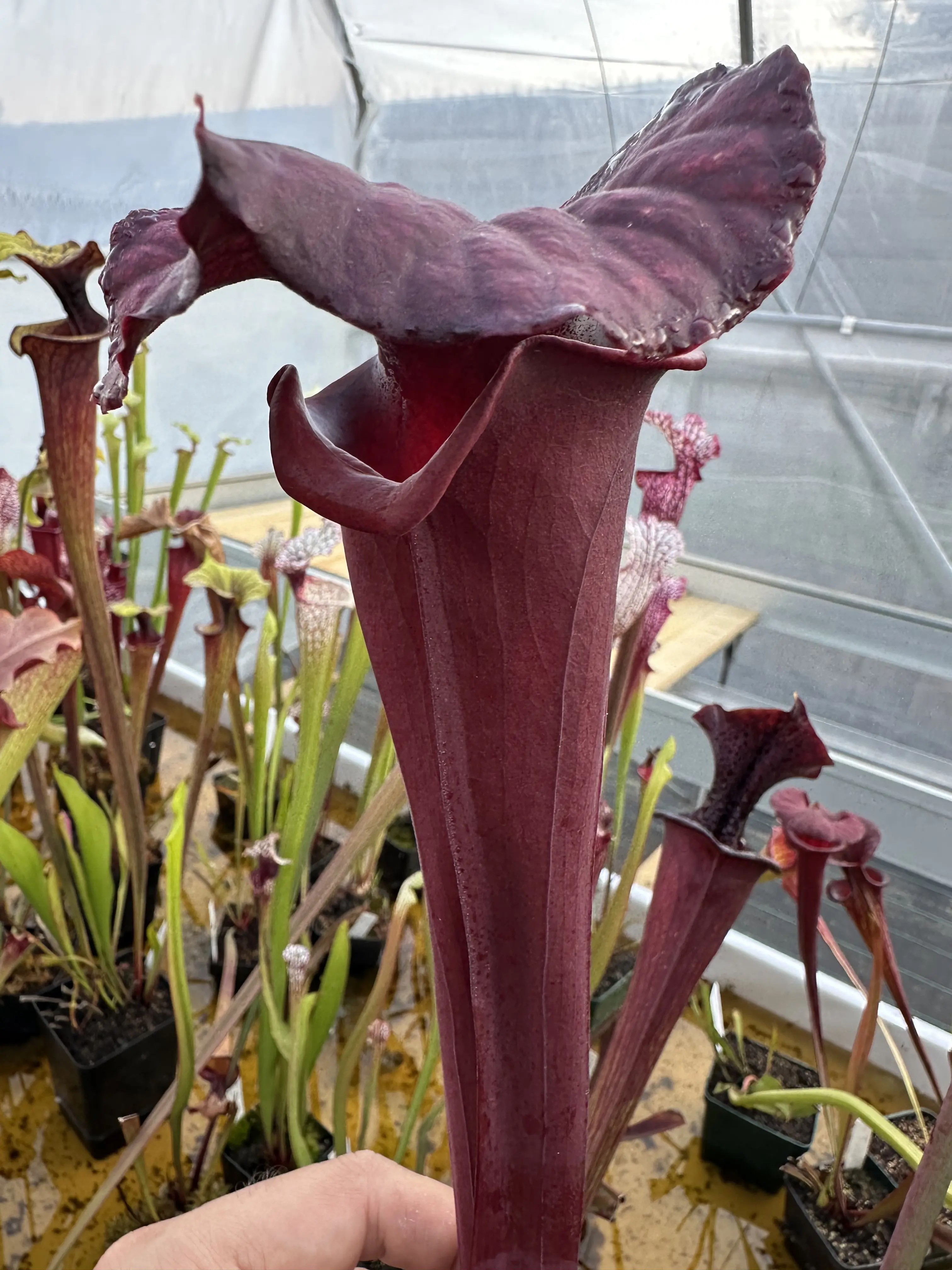 S. x moorei giant flava atropurpurea looking, with pink flowers