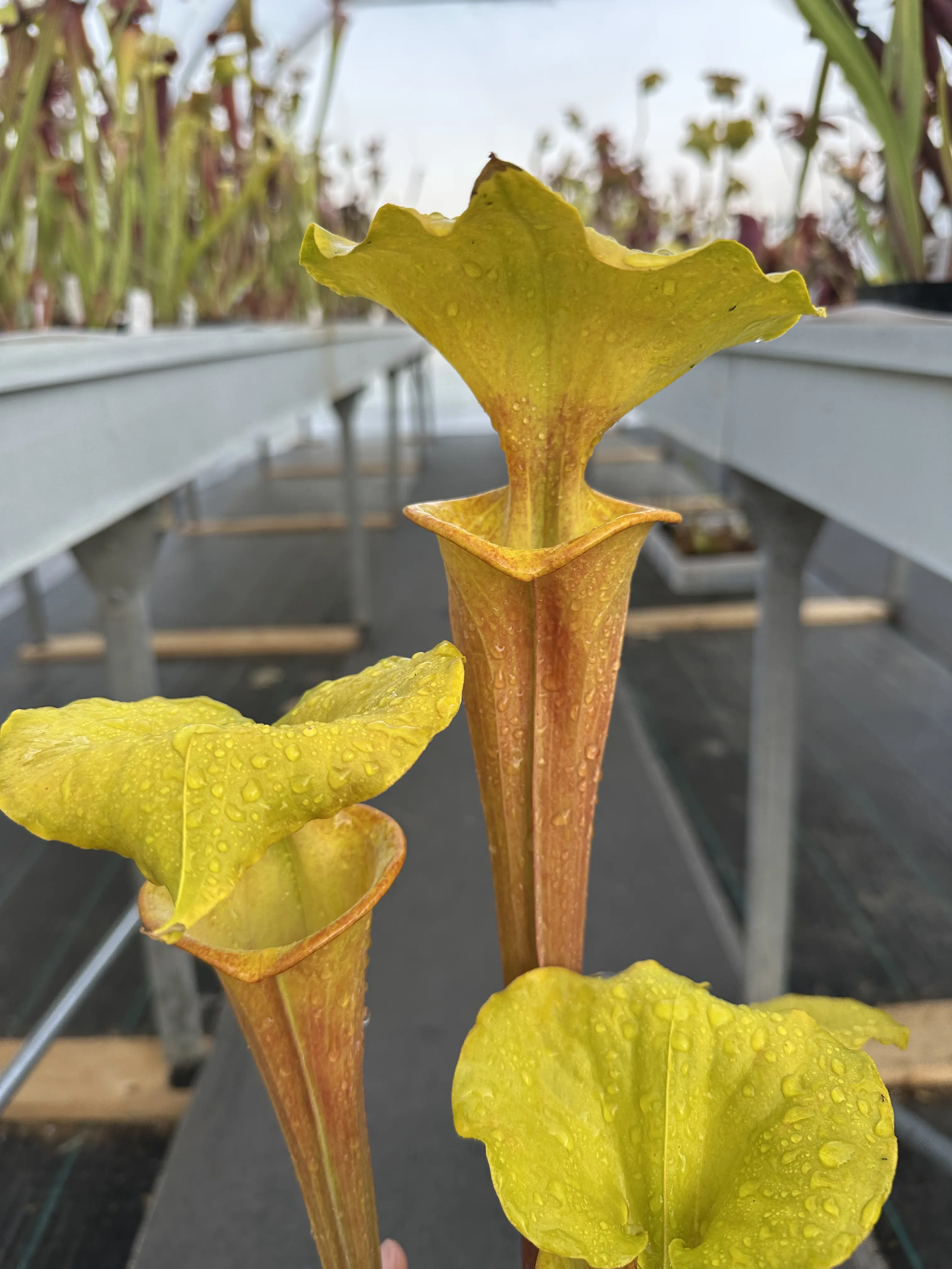 S. flava, inverse veins 