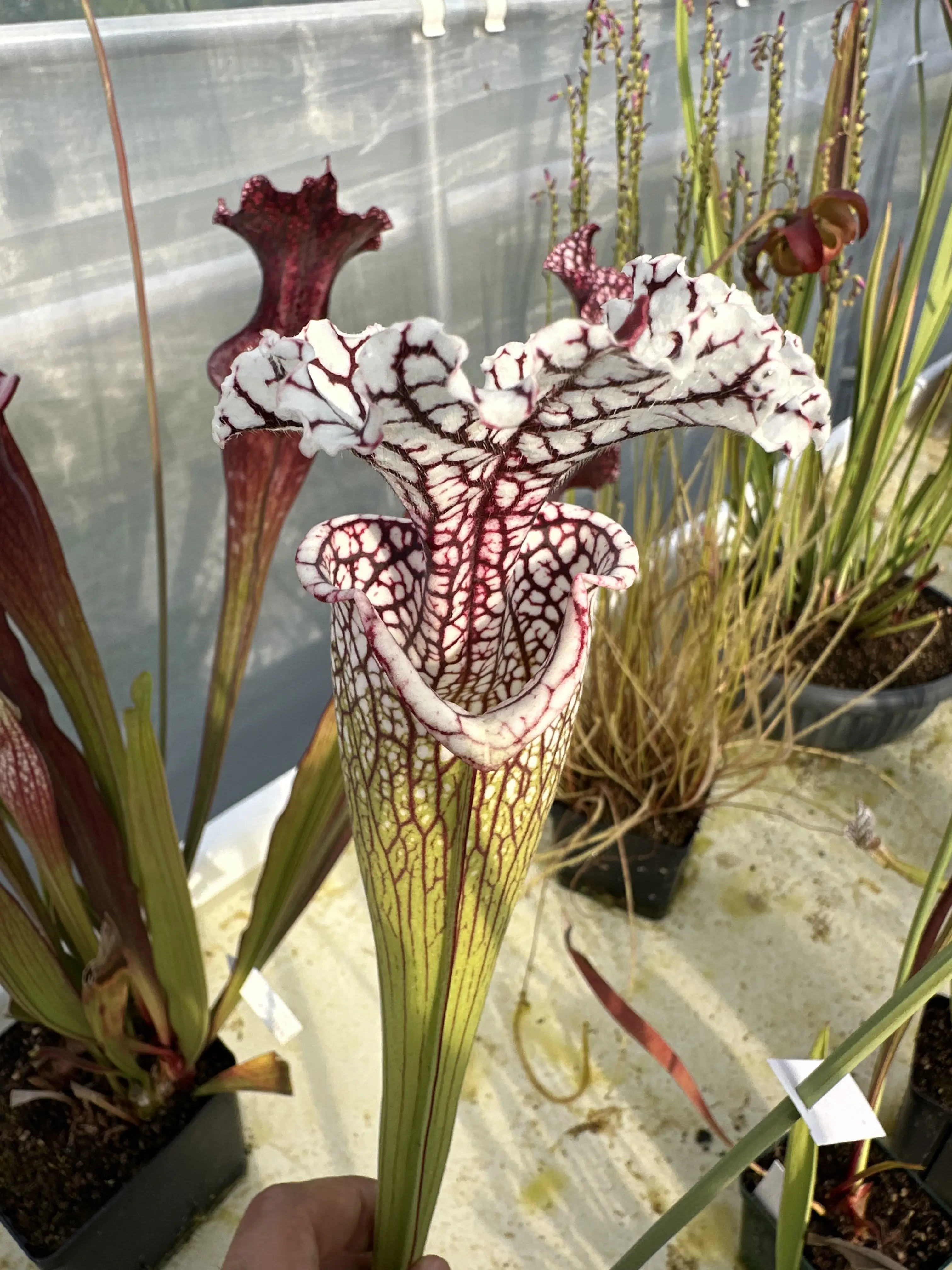 S. x (leucophylla x oreophila) x leucophylla