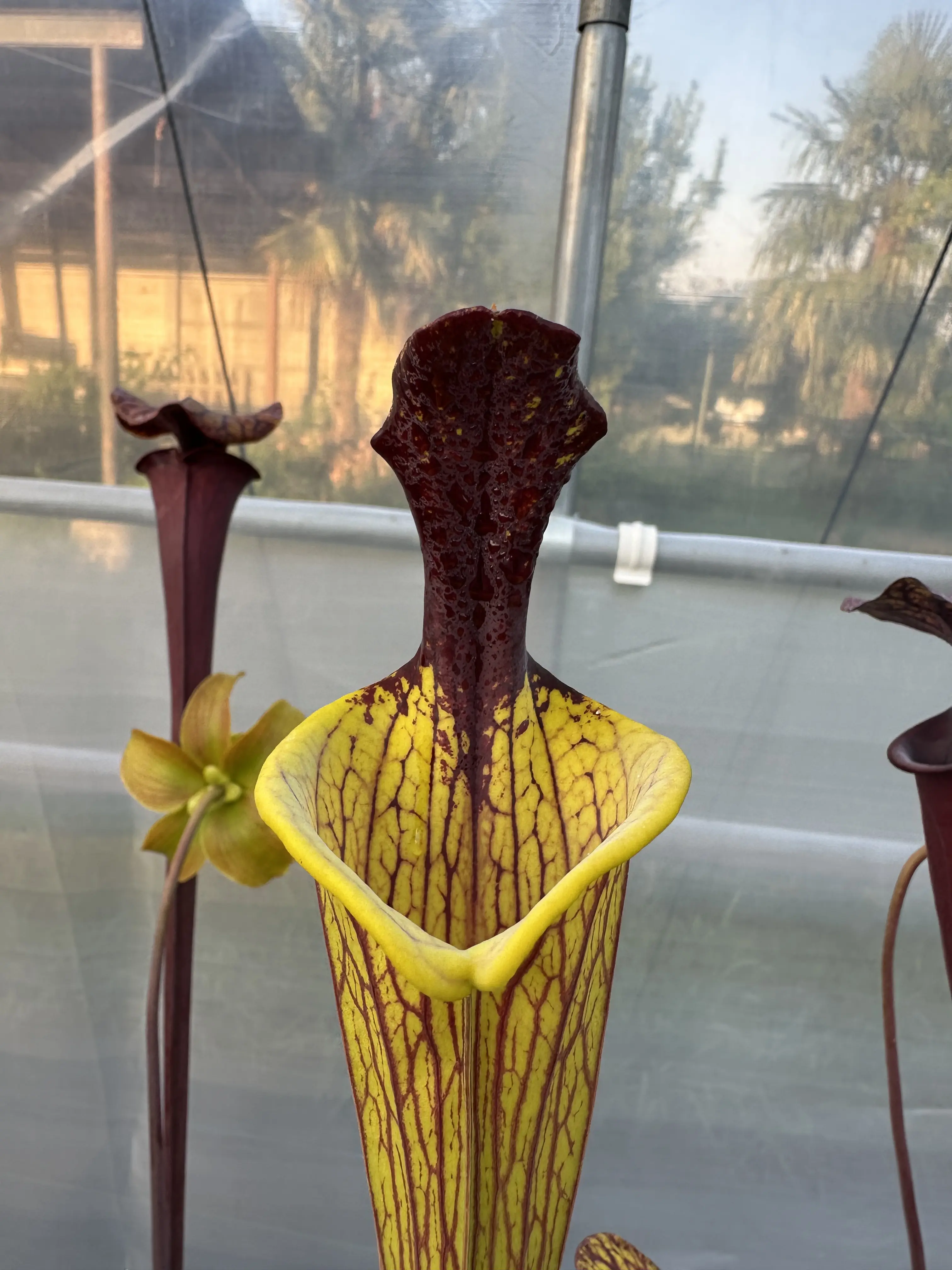 S. flava var. ornata, giant lidless