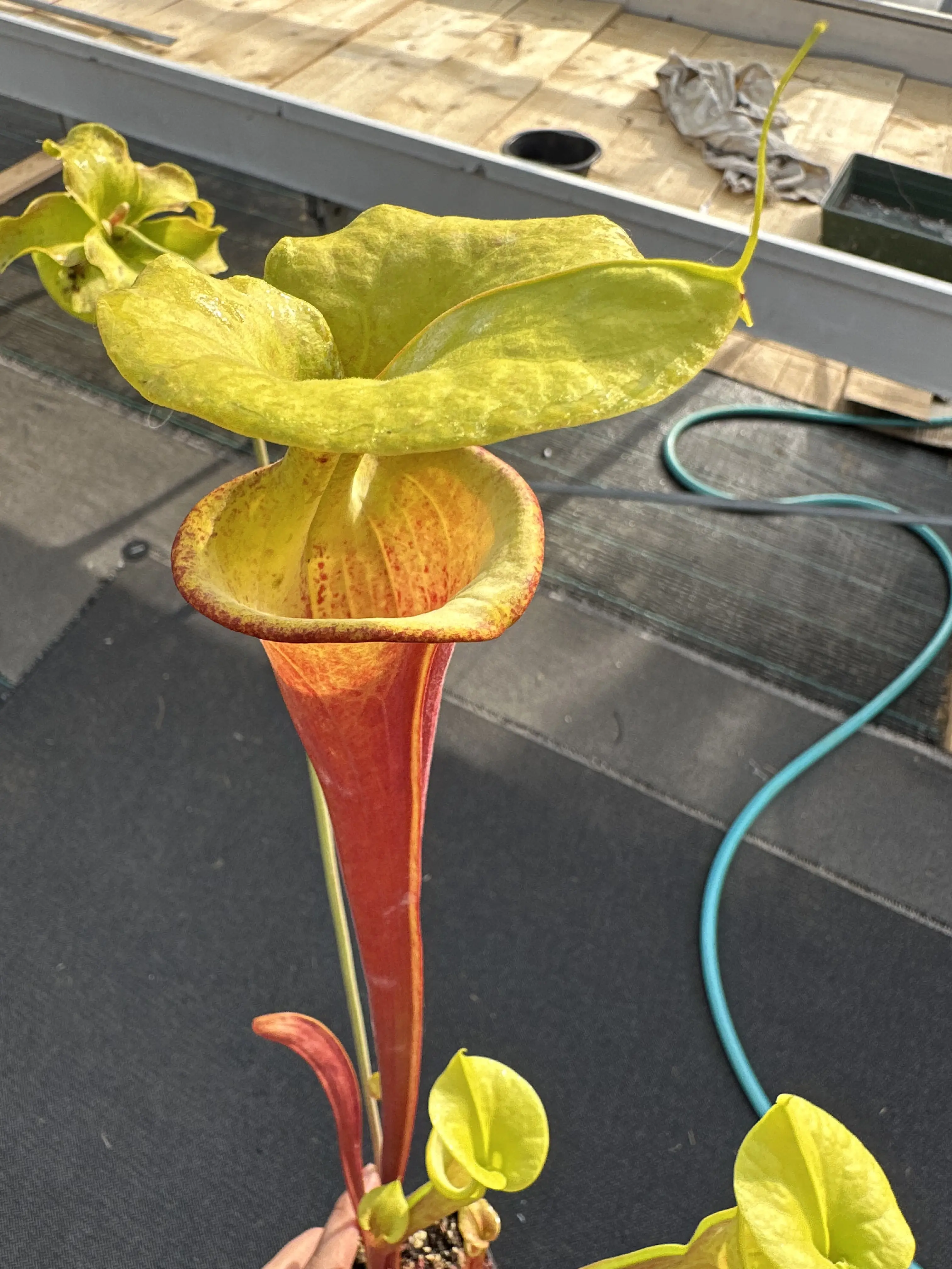 S. flava var. rubricorpora "Manky"