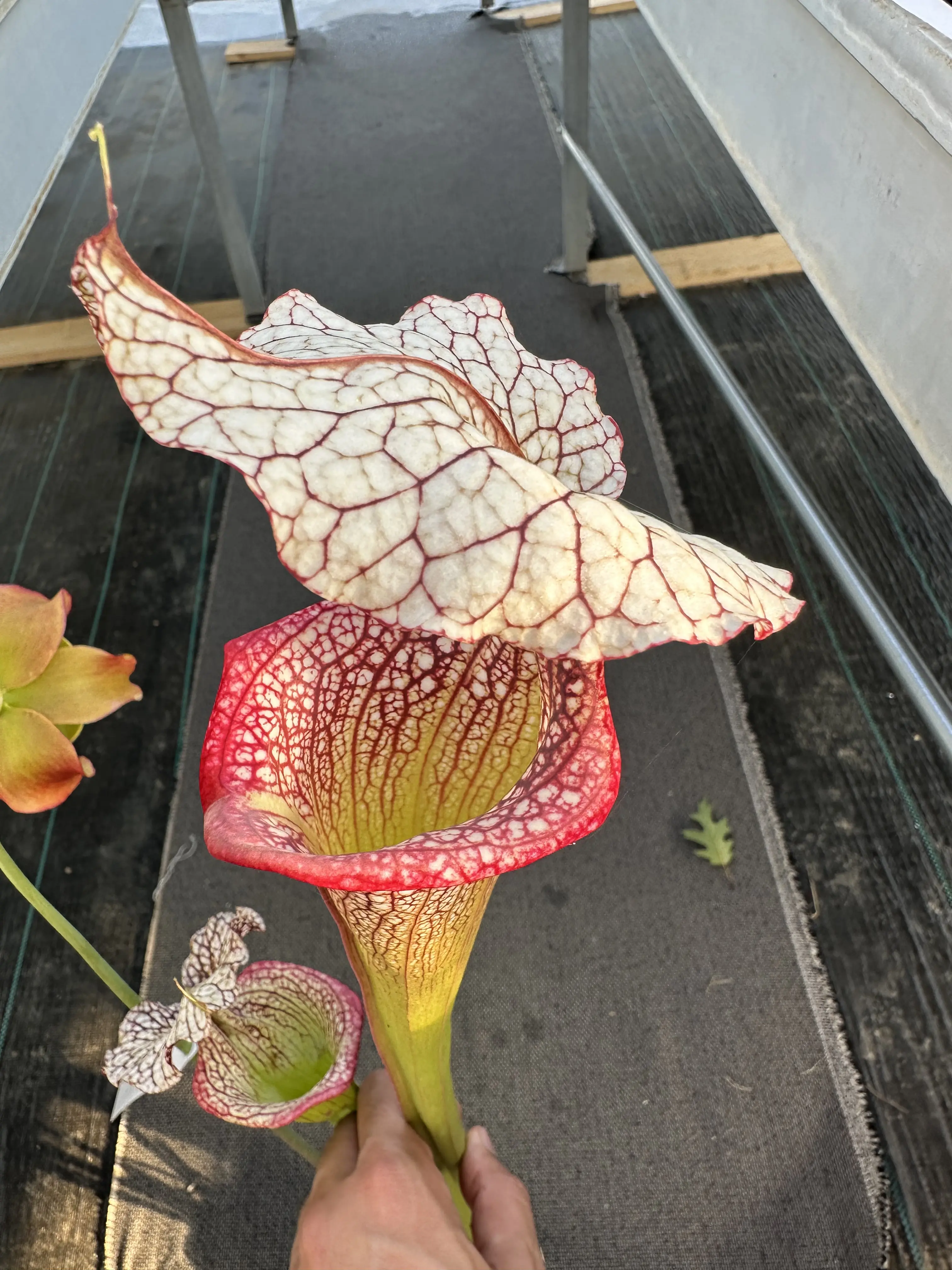 S. moorei "Mystery clone"