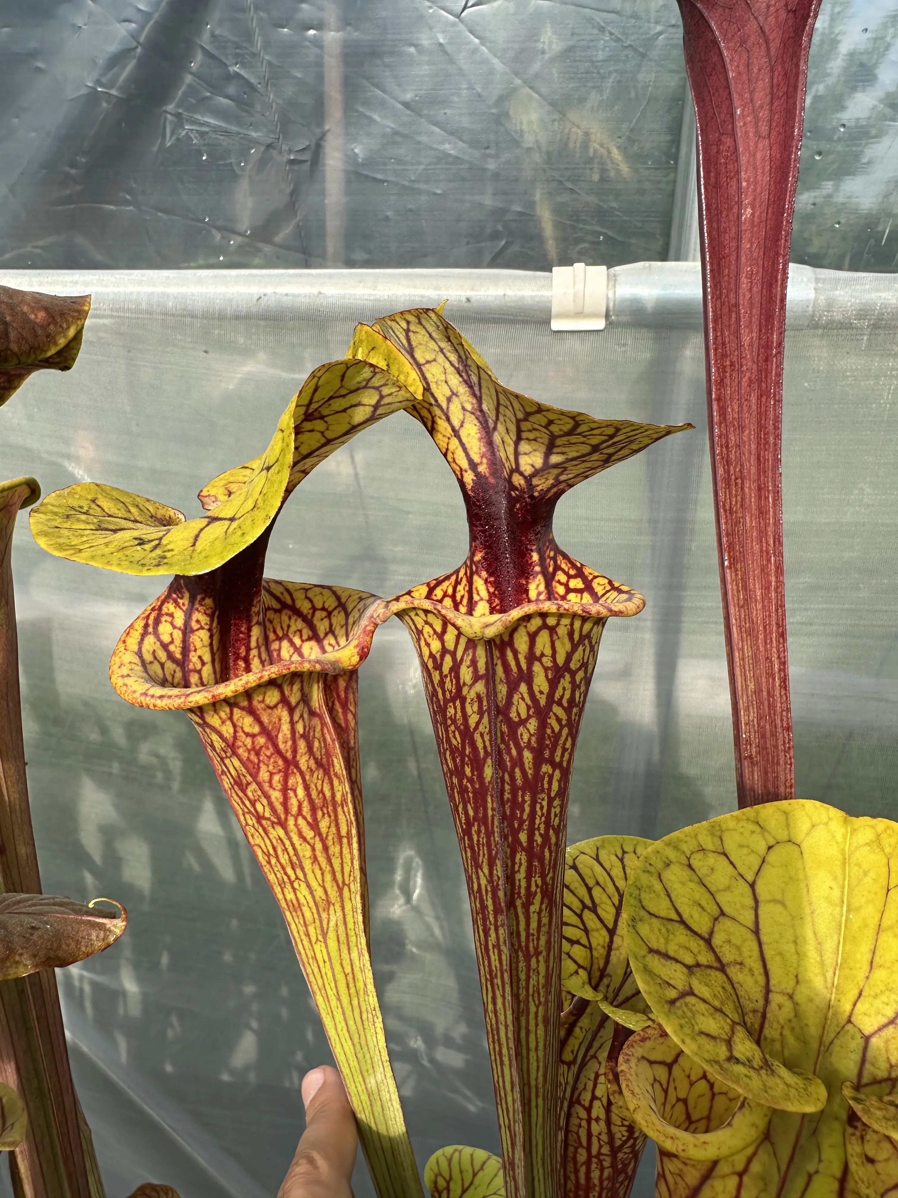 S. flava var. ornata "Outlaw"