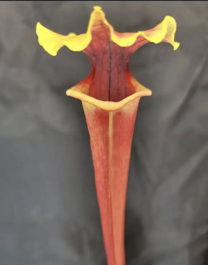 S. x (Hot lips x Serengeti Sunset)