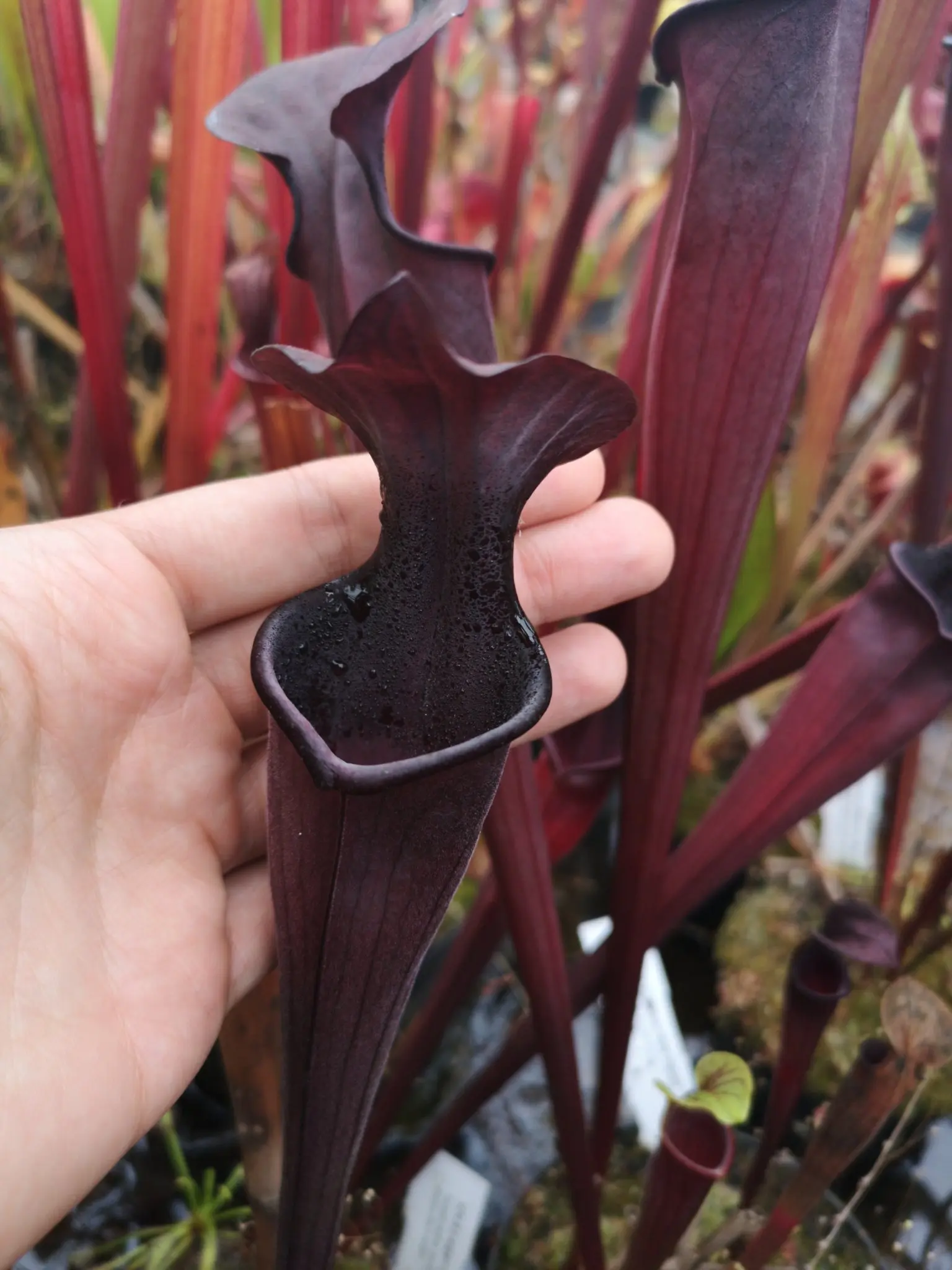 S. x soperi "Roy cheek"