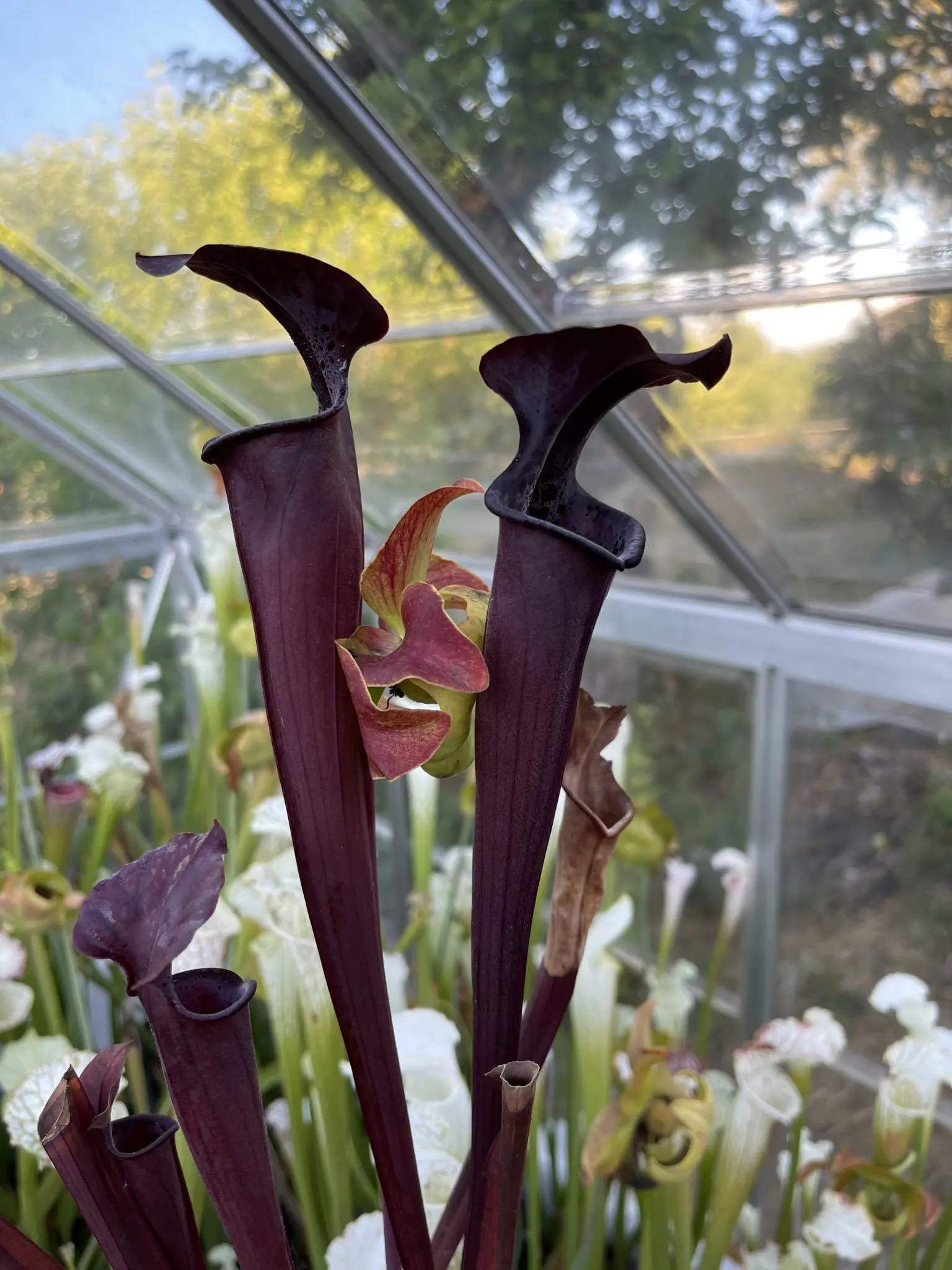 S. x soperi "Roy cheek"