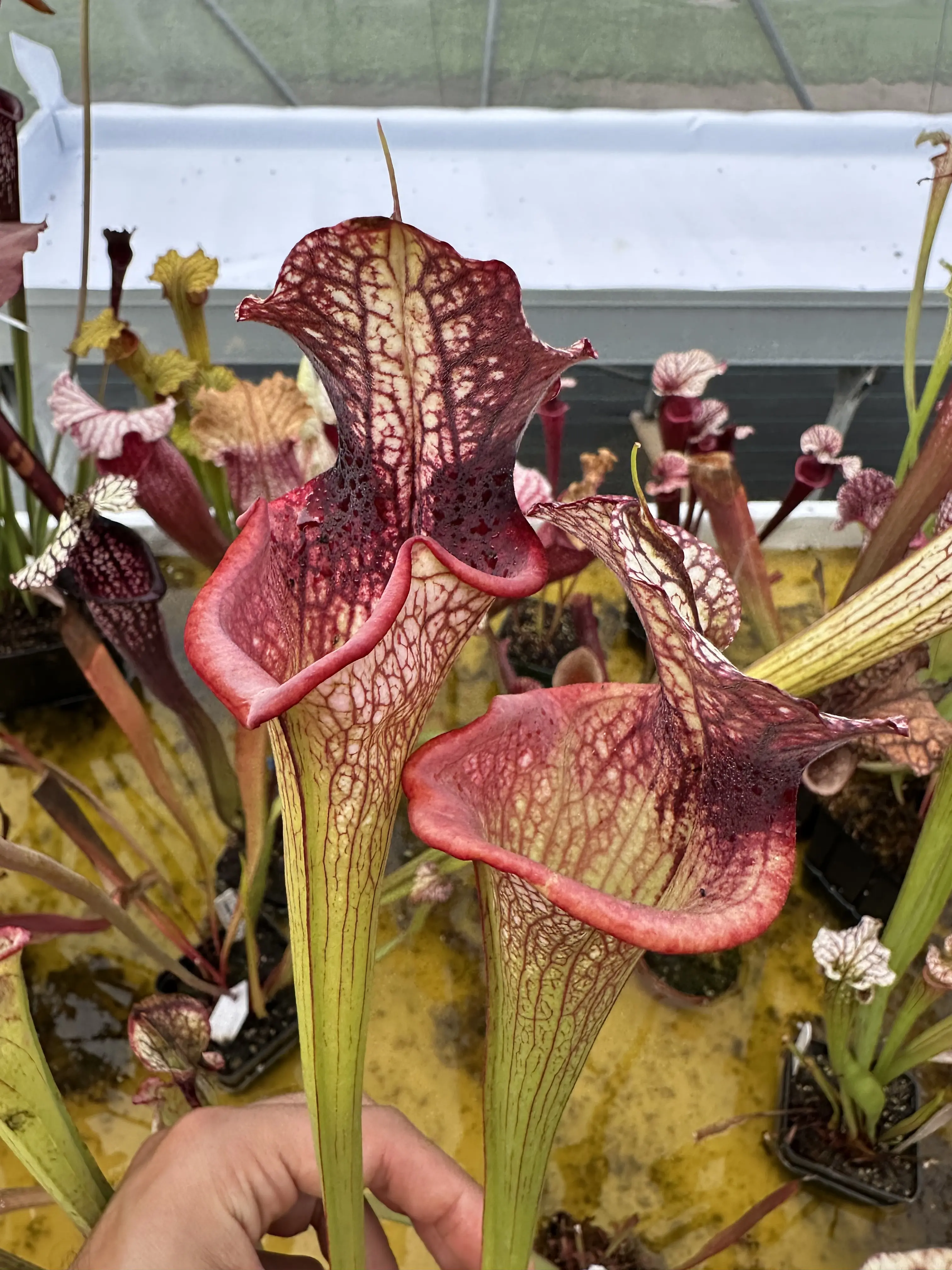 Sarracenia x "Spartan Cliff"