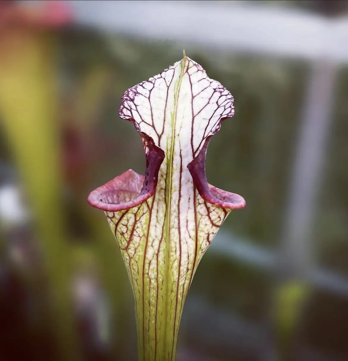 Sarracenia x "Spartan Cliff"