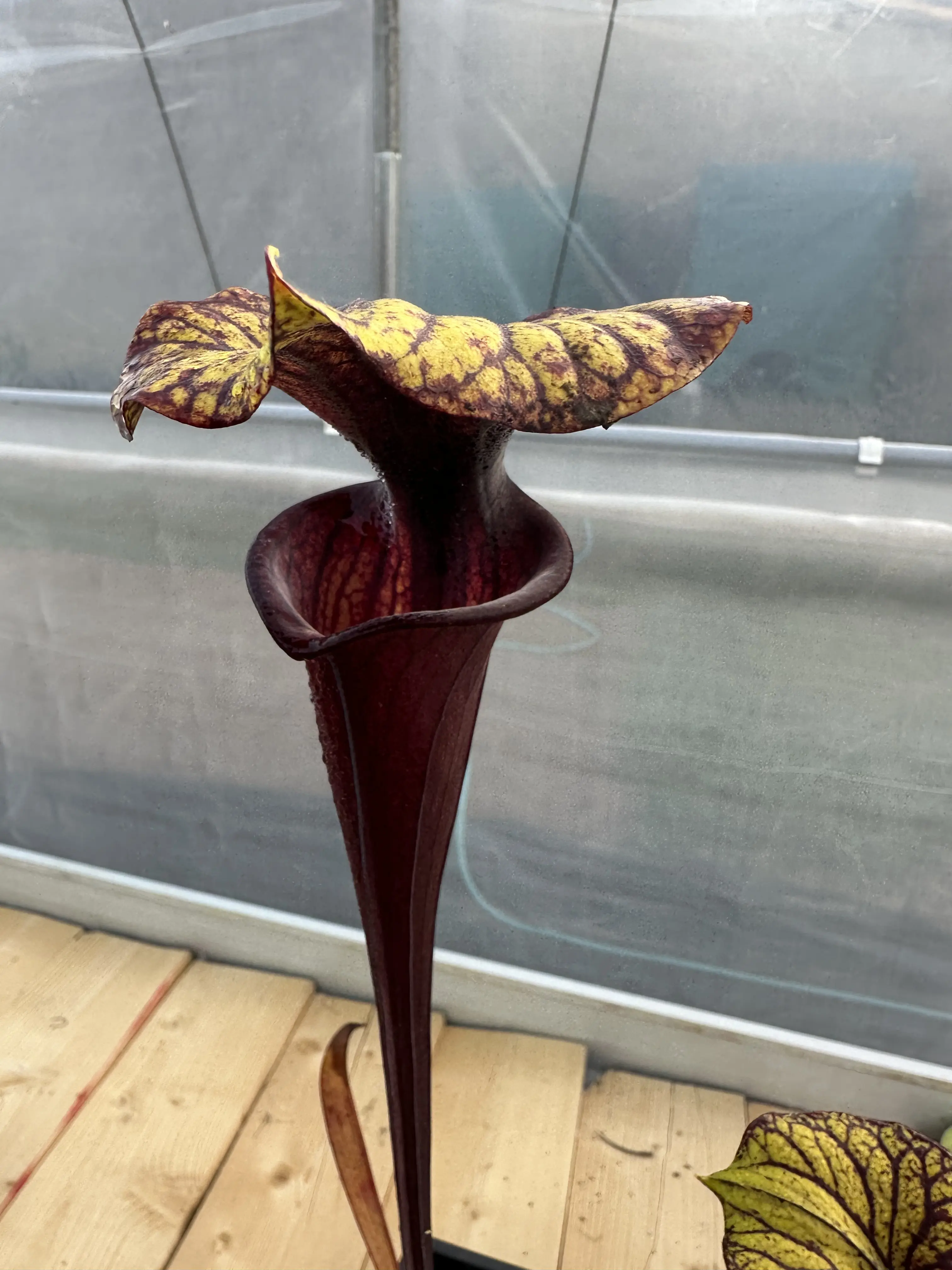 Flava var. rubricorpora ‘Valkyrie’