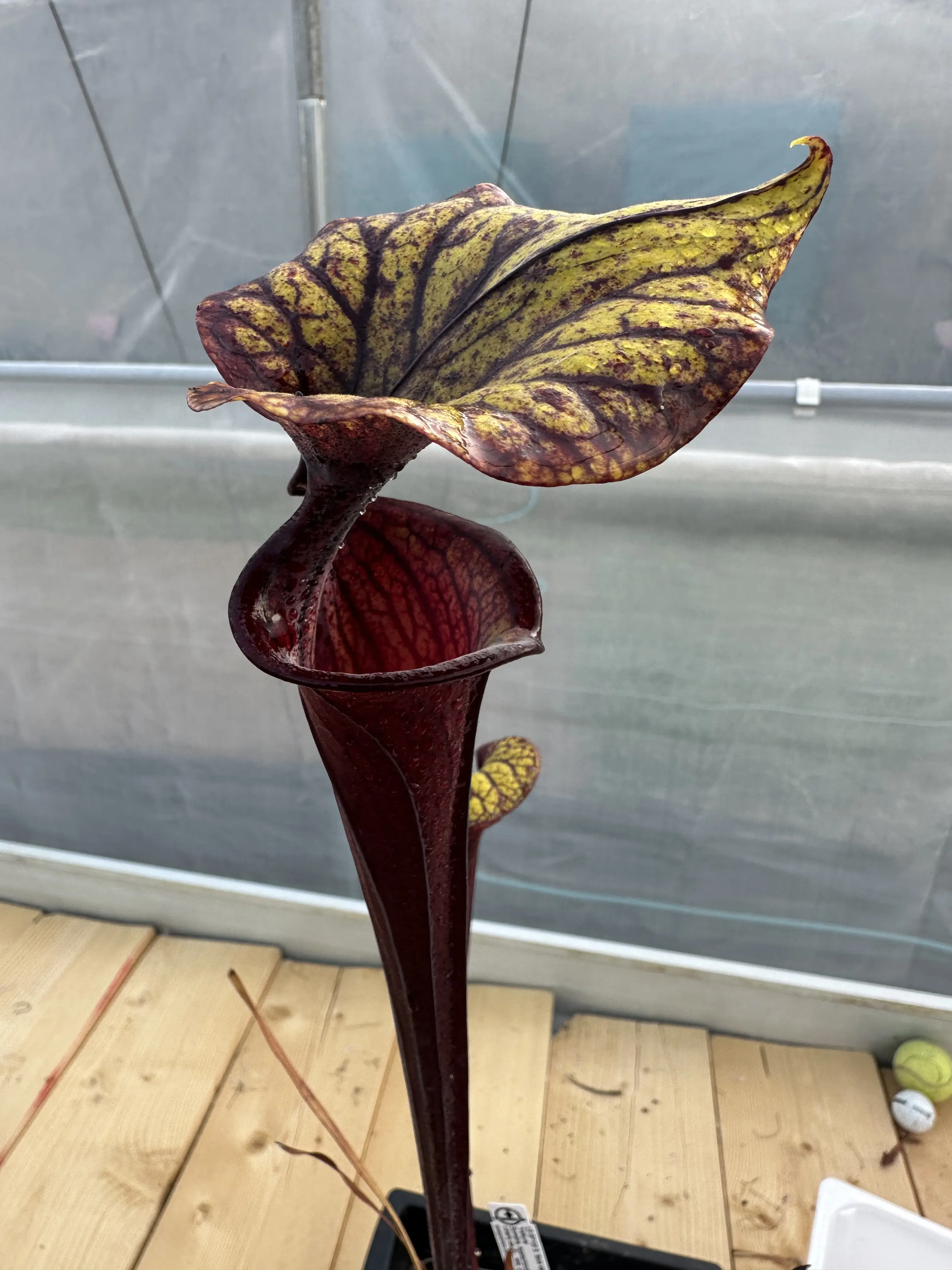 Flava var. rubricorpora ‘Valkyrie’