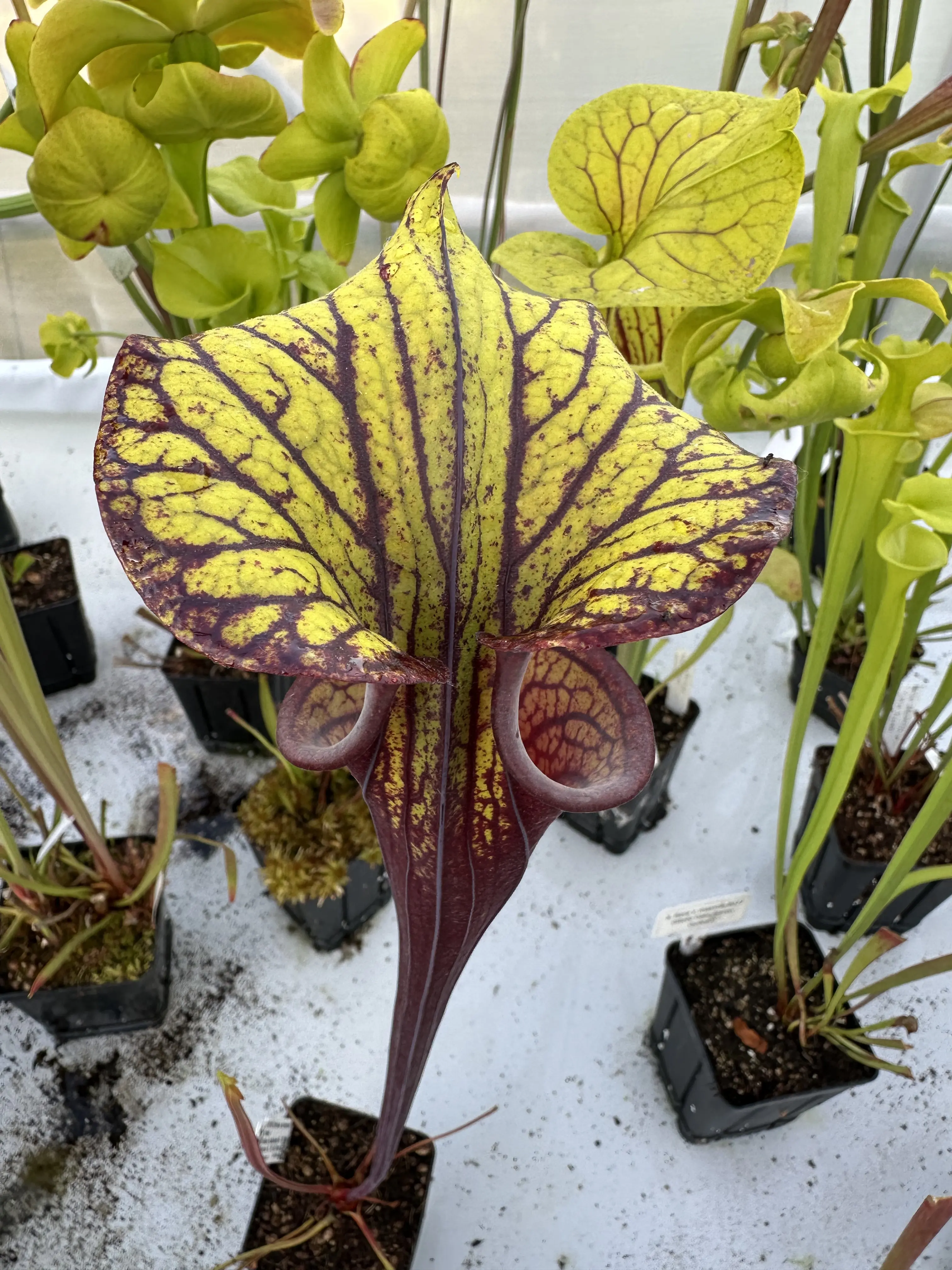 Flava var. rubricorpora ‘Valkyrie’