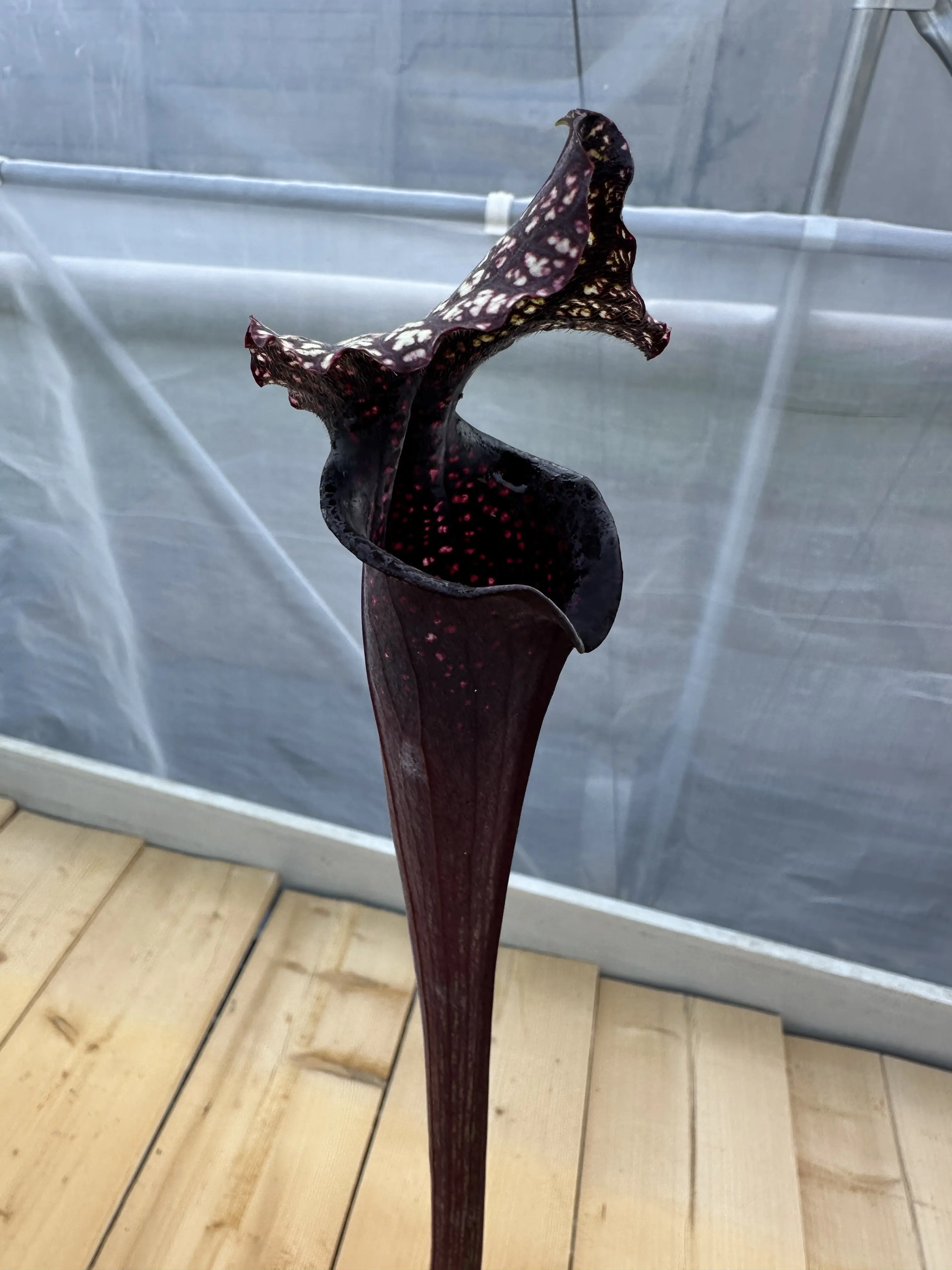 Sarracenia x "Venom"