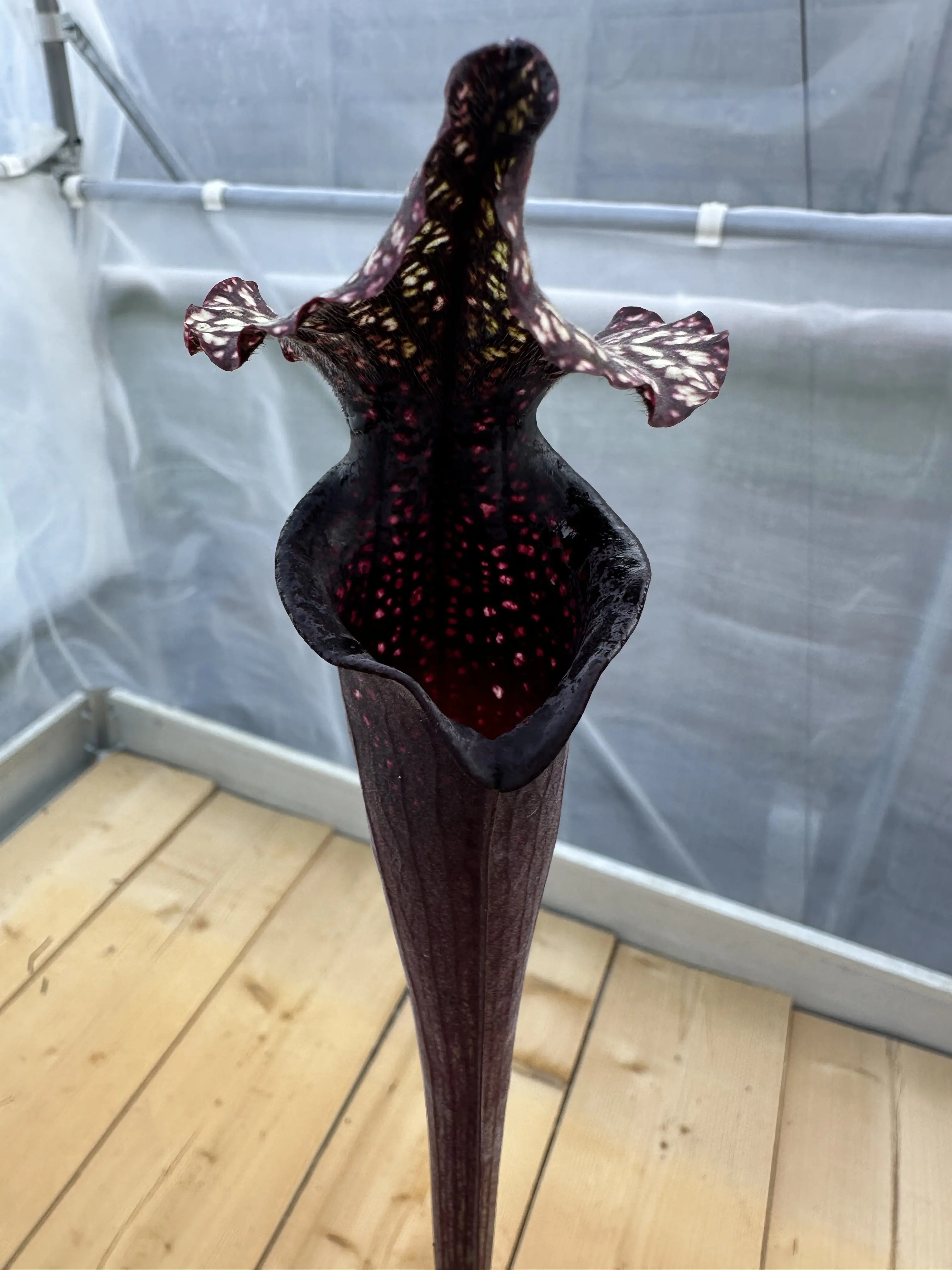 Sarracenia x "Venom"