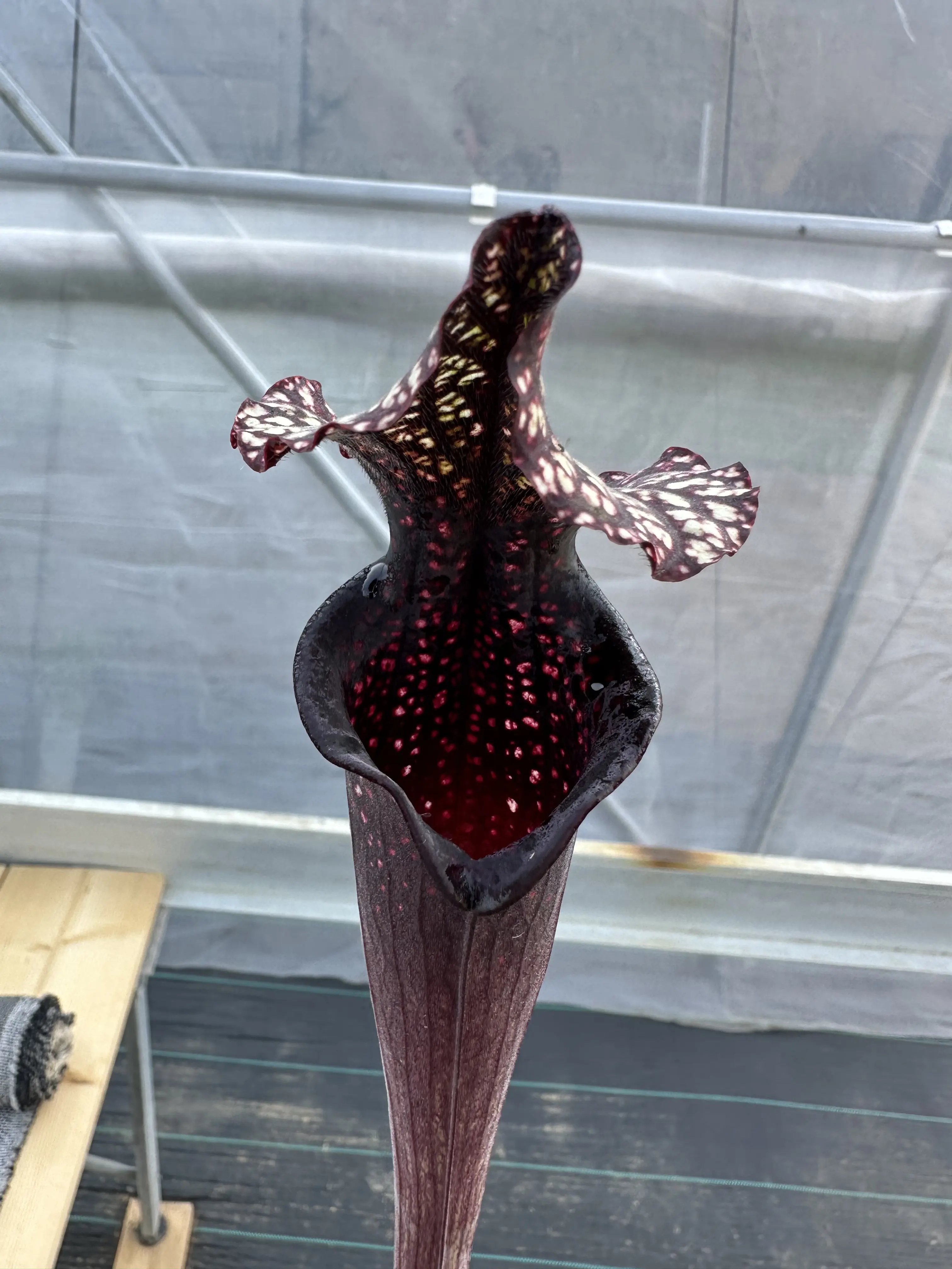 Sarracenia x "Venom"