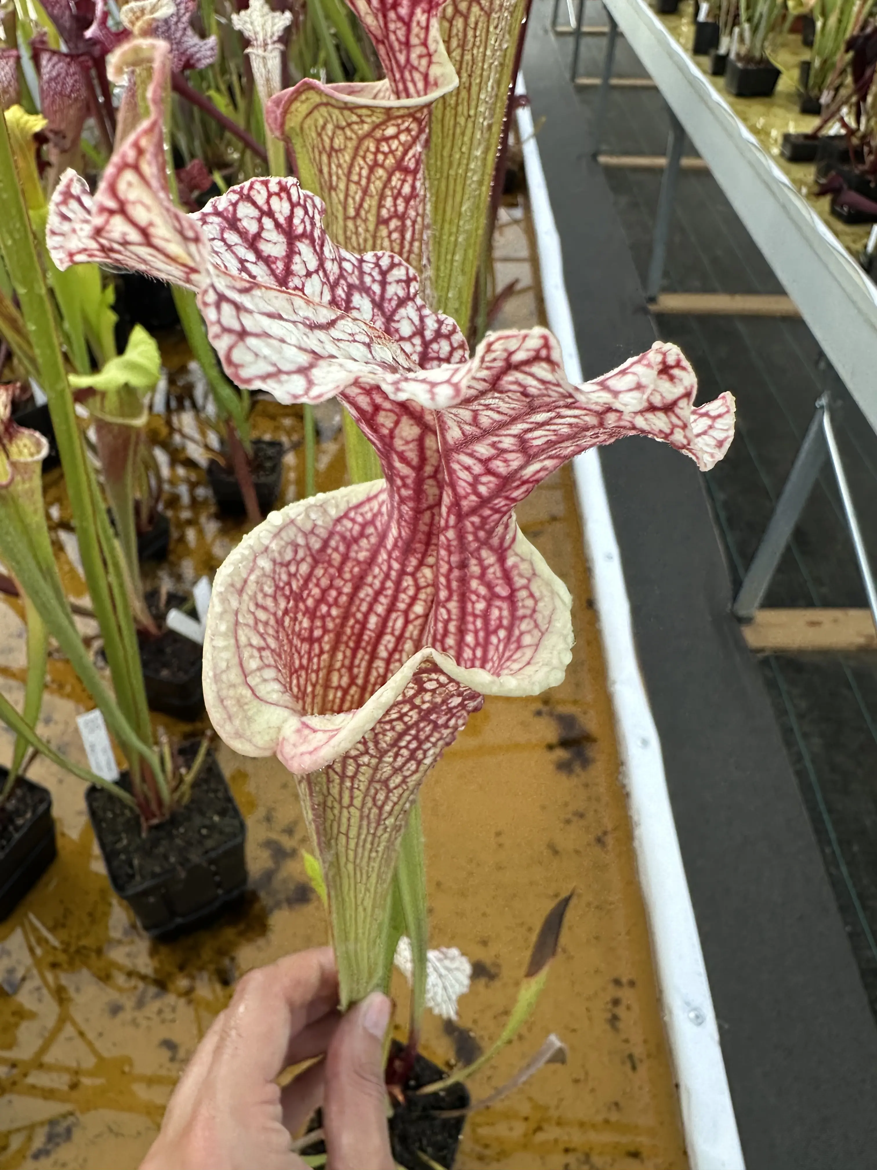 S. x "White Reptilian"