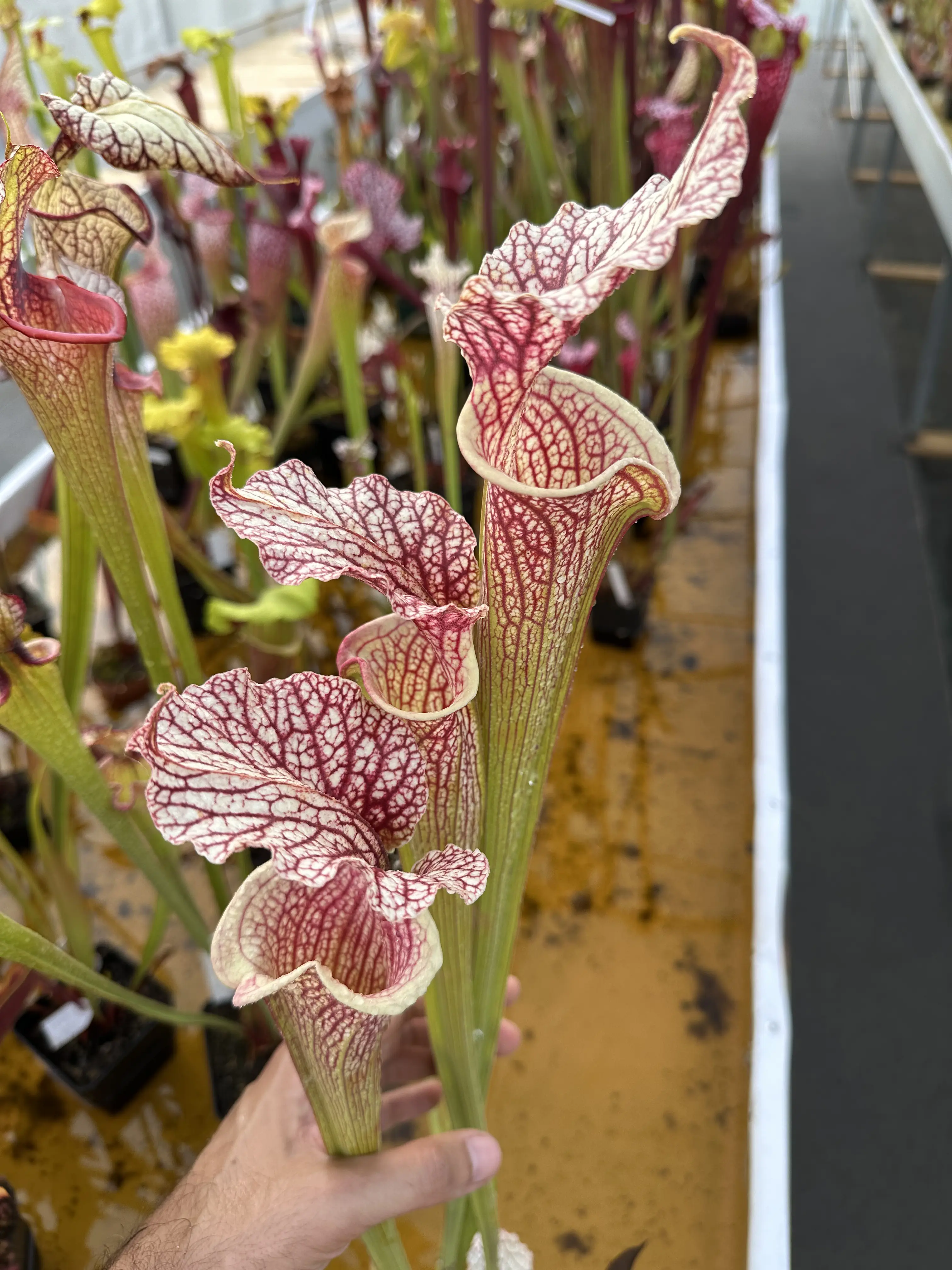 S. x "White Reptilian"