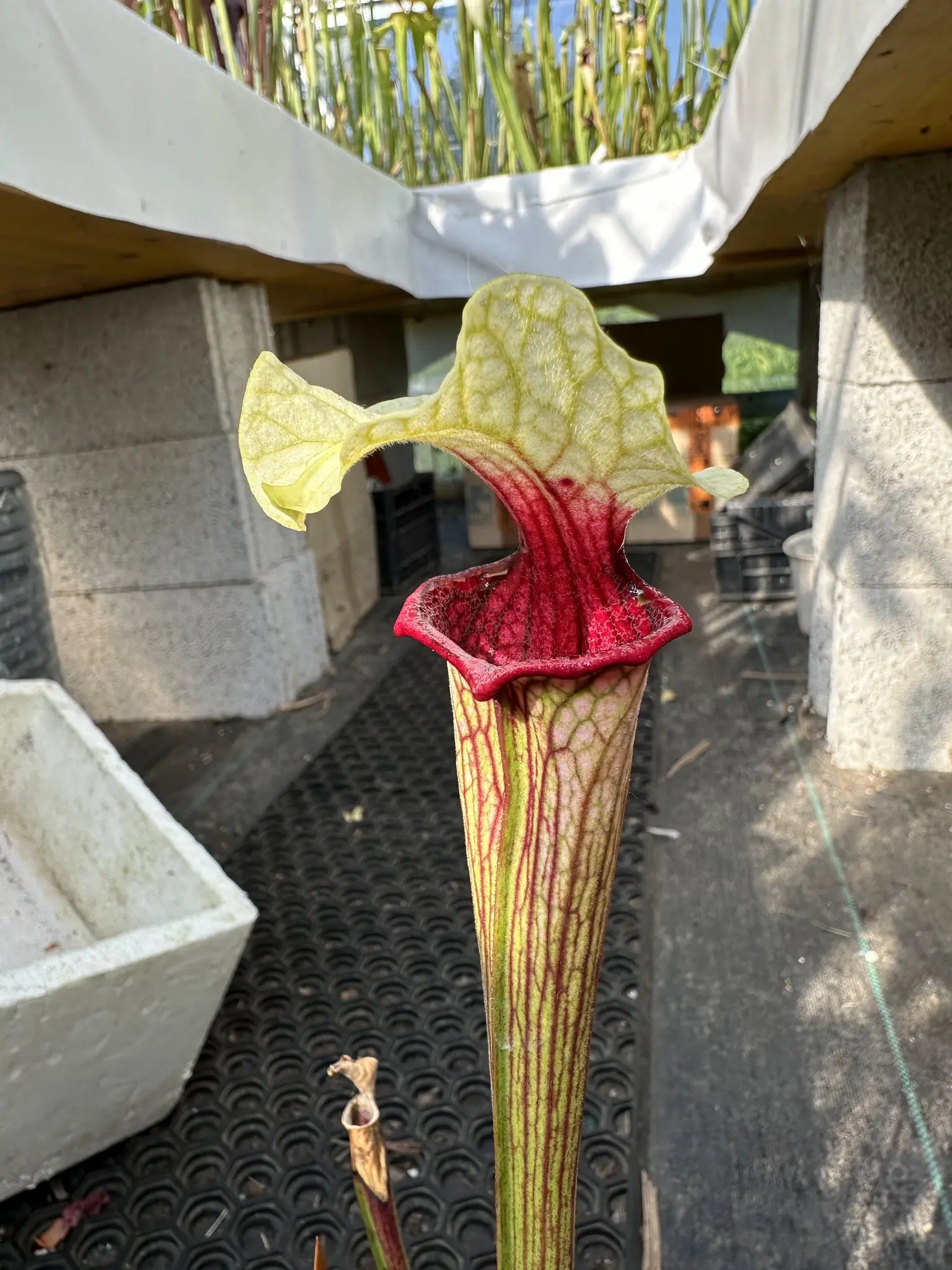 S. (alata x moorei) ISE Hybrid