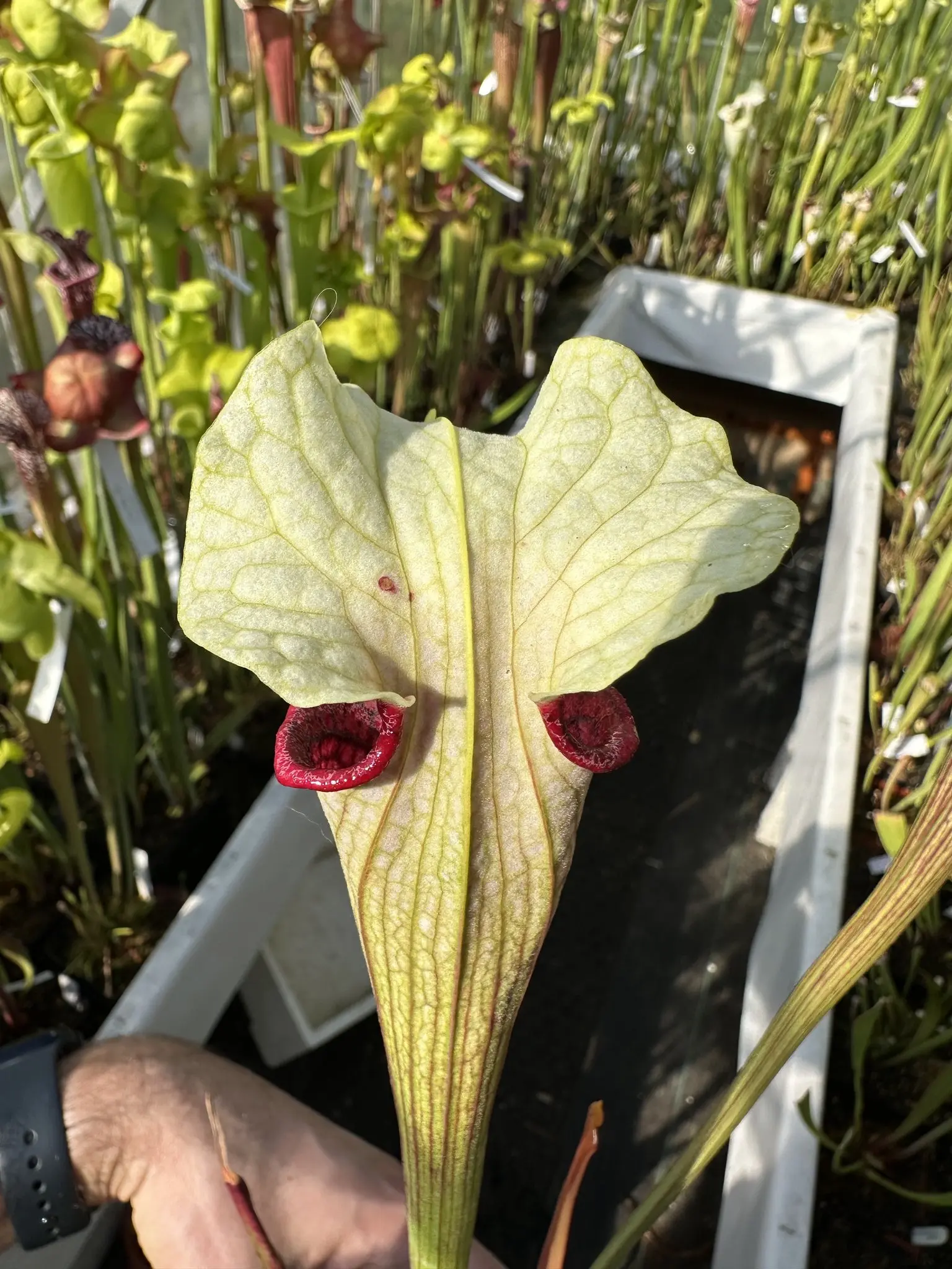 S. (alata x moorei) ISE Hybrid