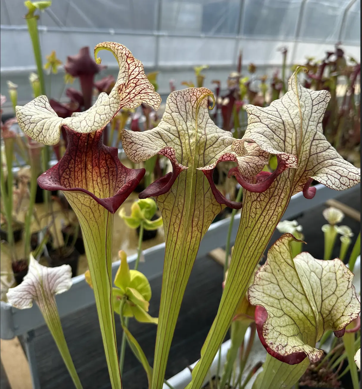 S. x "Steel Panther" 