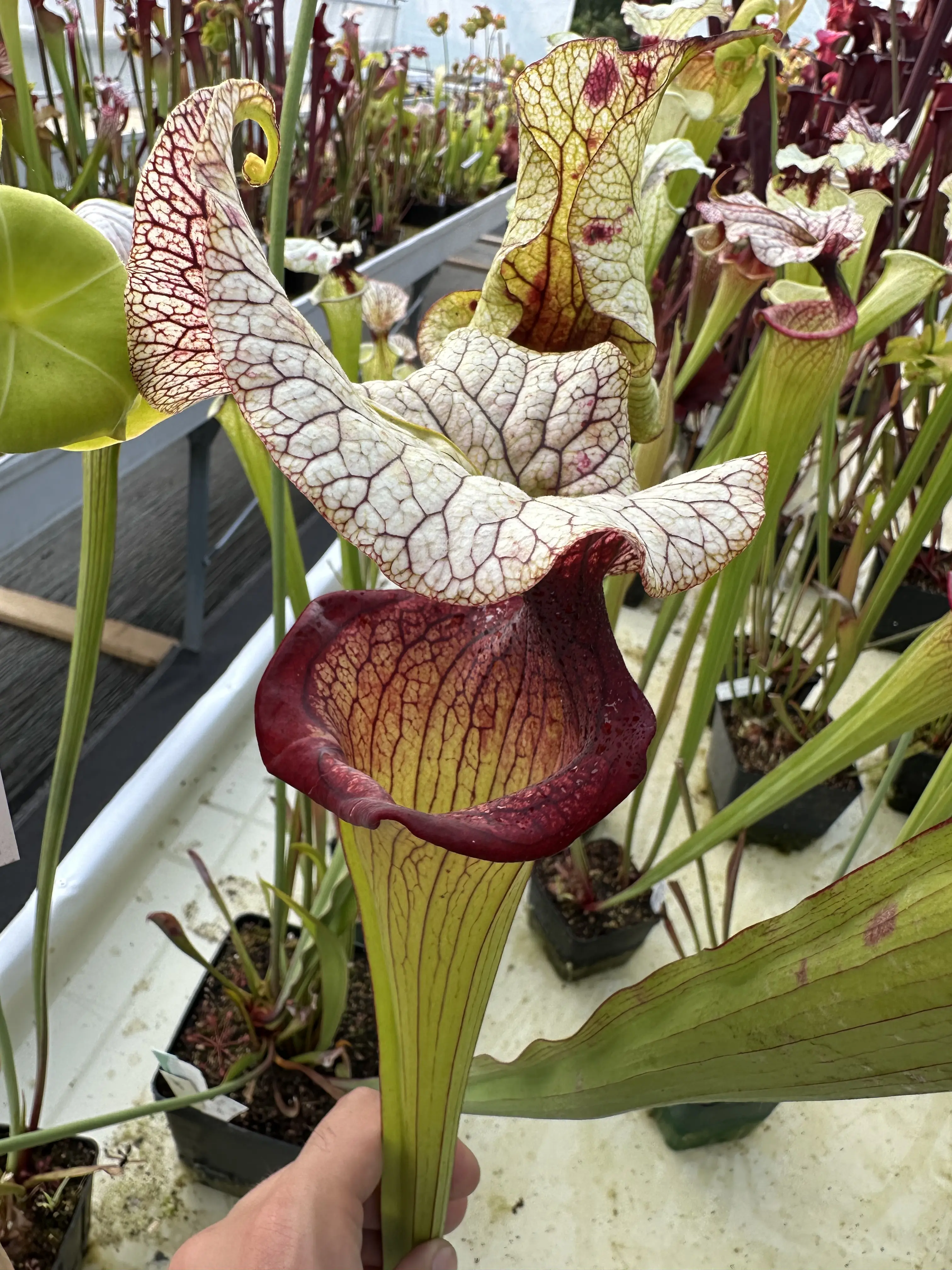 S. x "Steel Panther" 