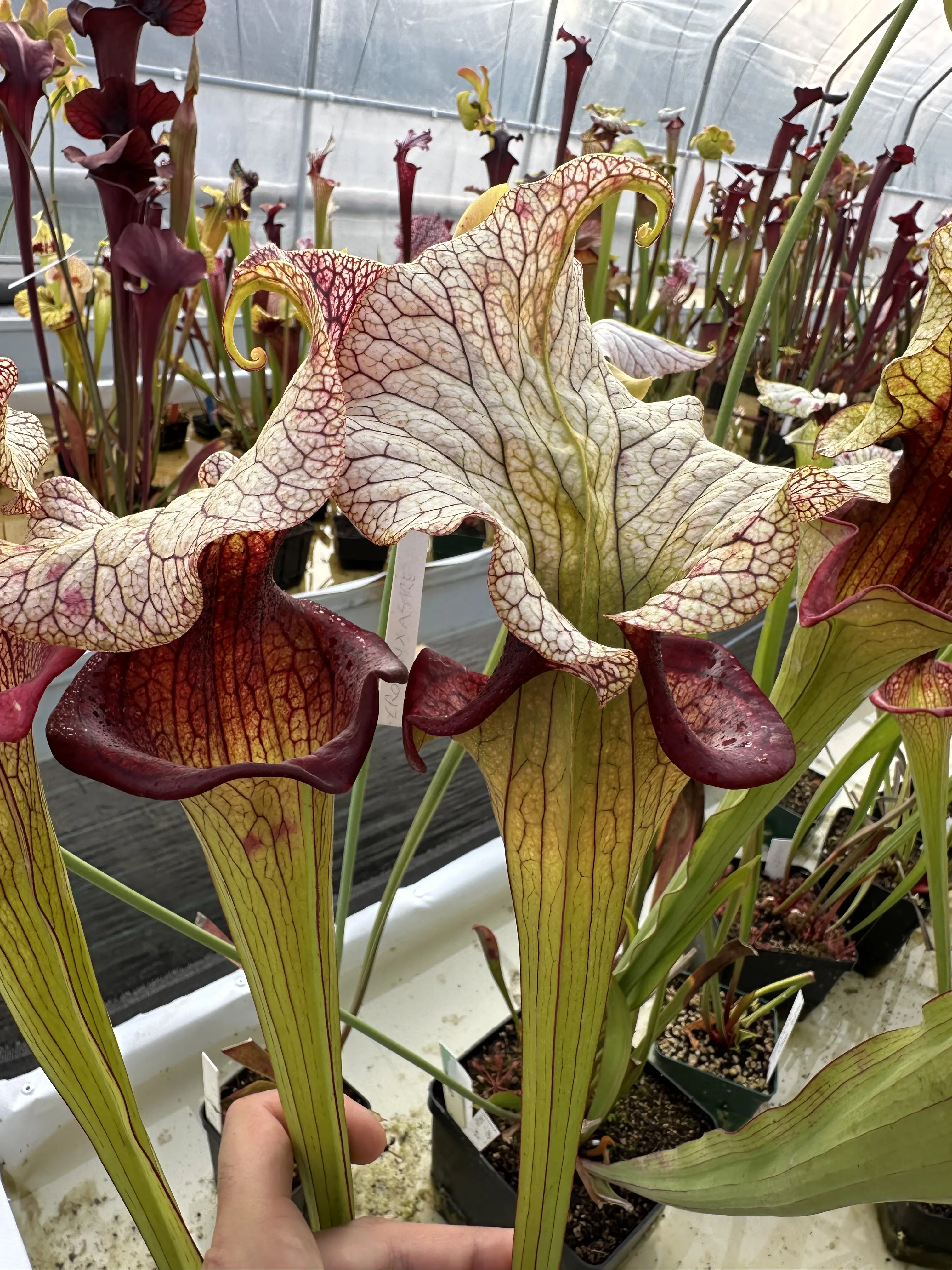 S. x "Steel Panther" 