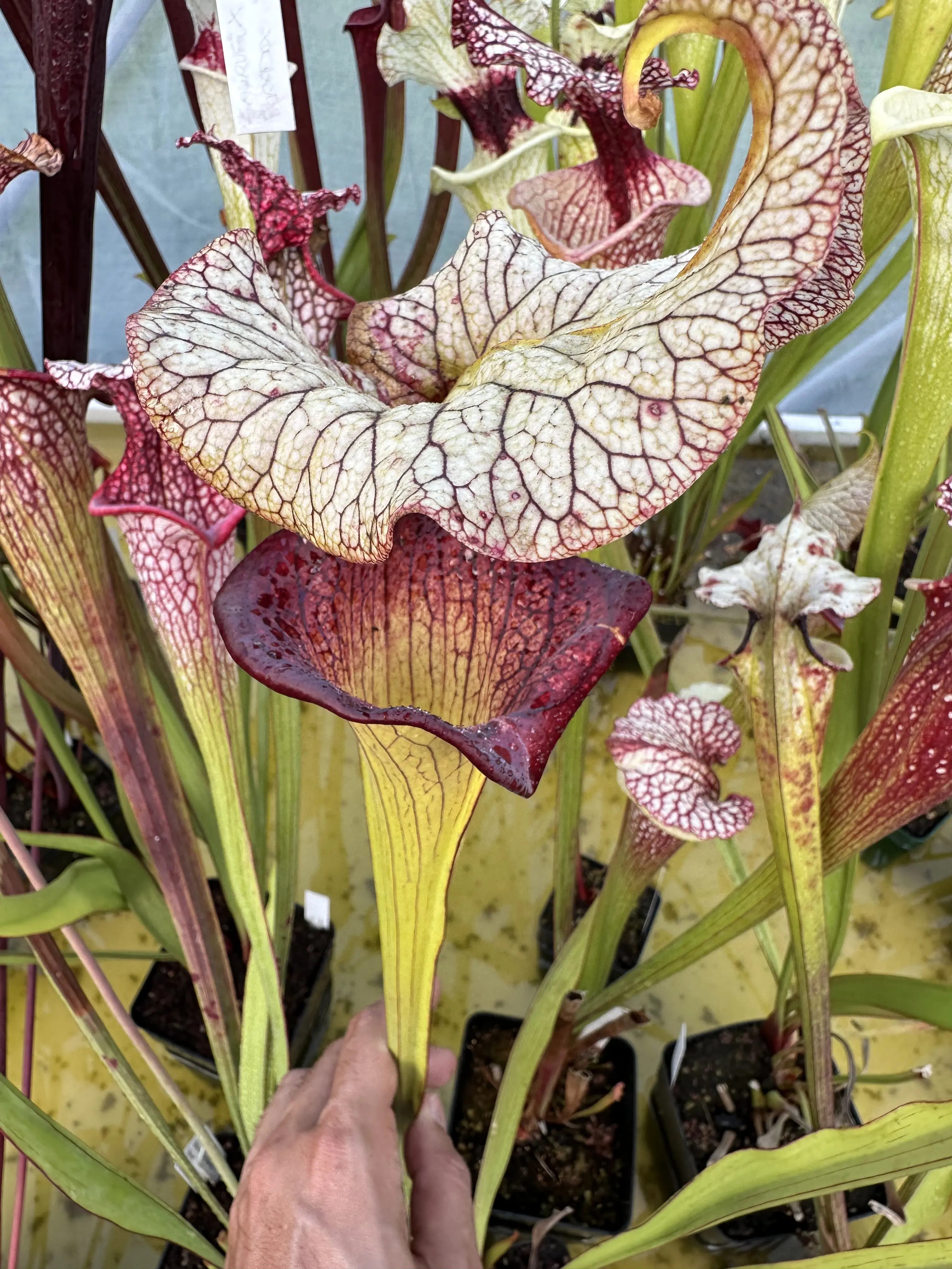 S. x "Steel Panther" 