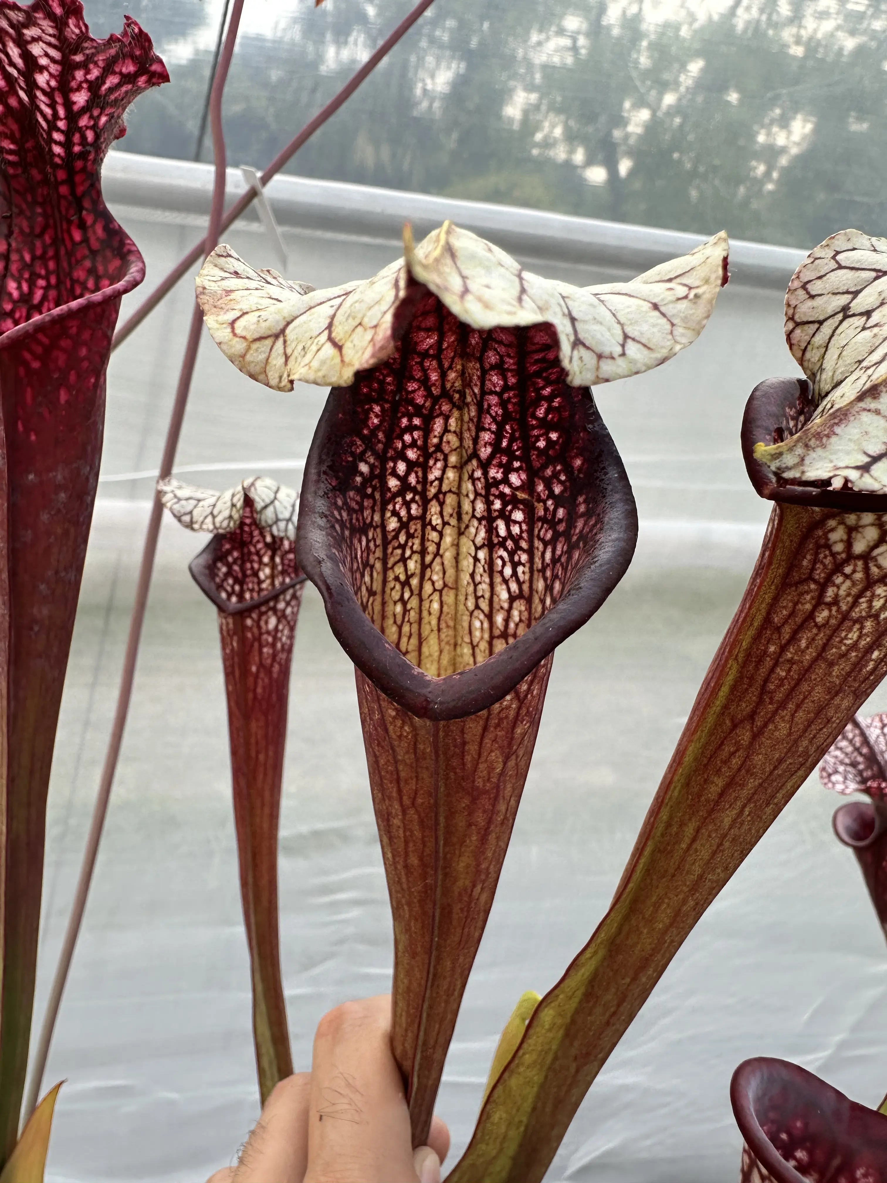 S. Purple lips x Black Widow