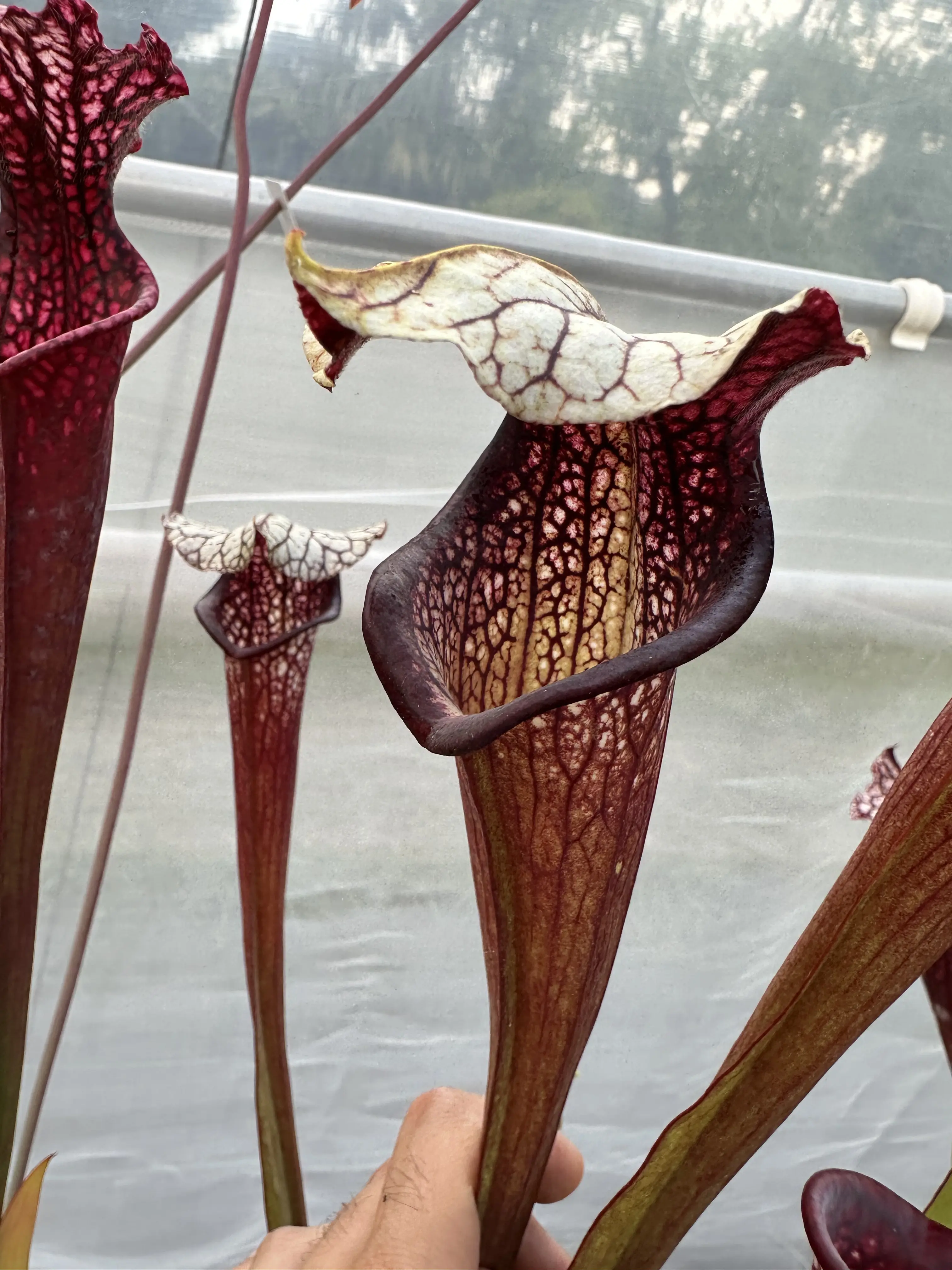 S. Purple lips x Black Widow