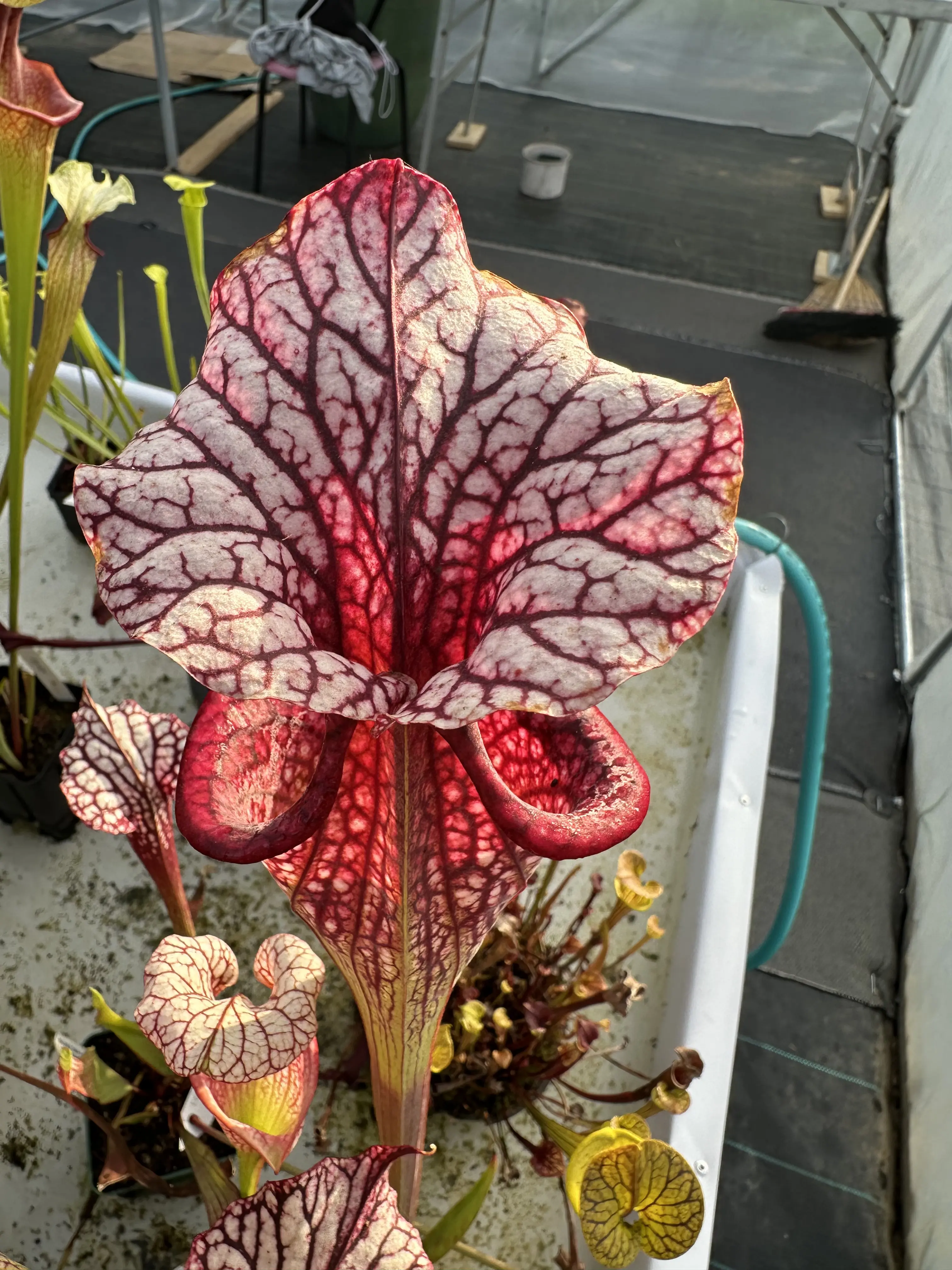 S. x moorei "Caitrin Claire"