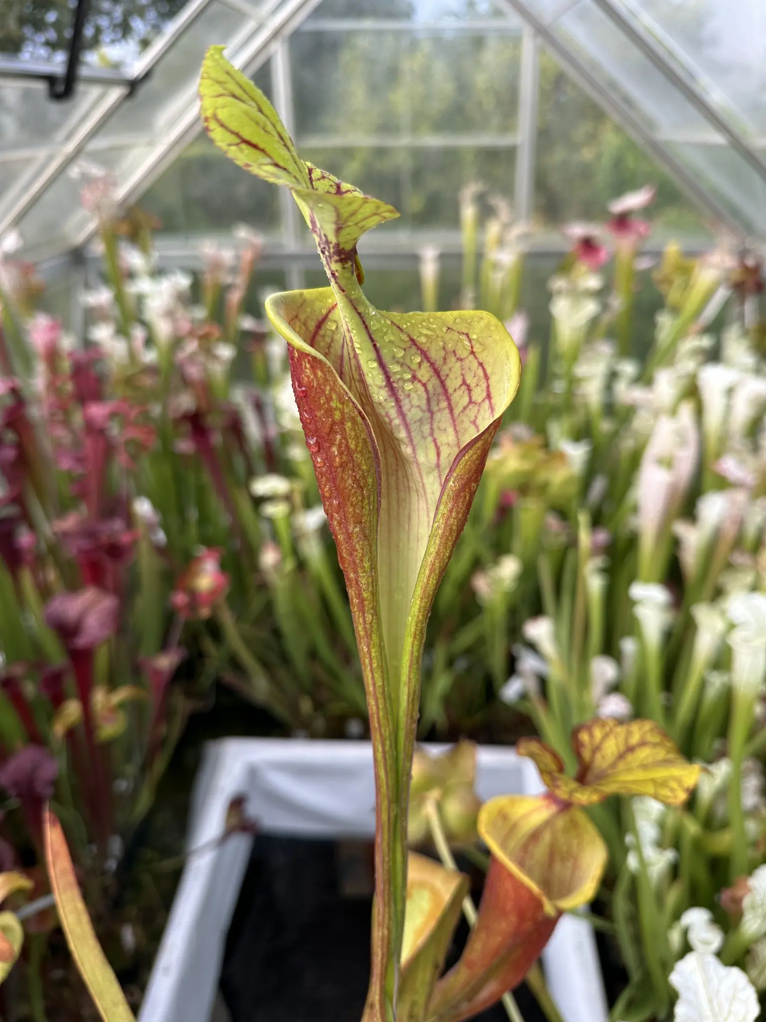 S. flava var. rubricorpora "Chernobyl"