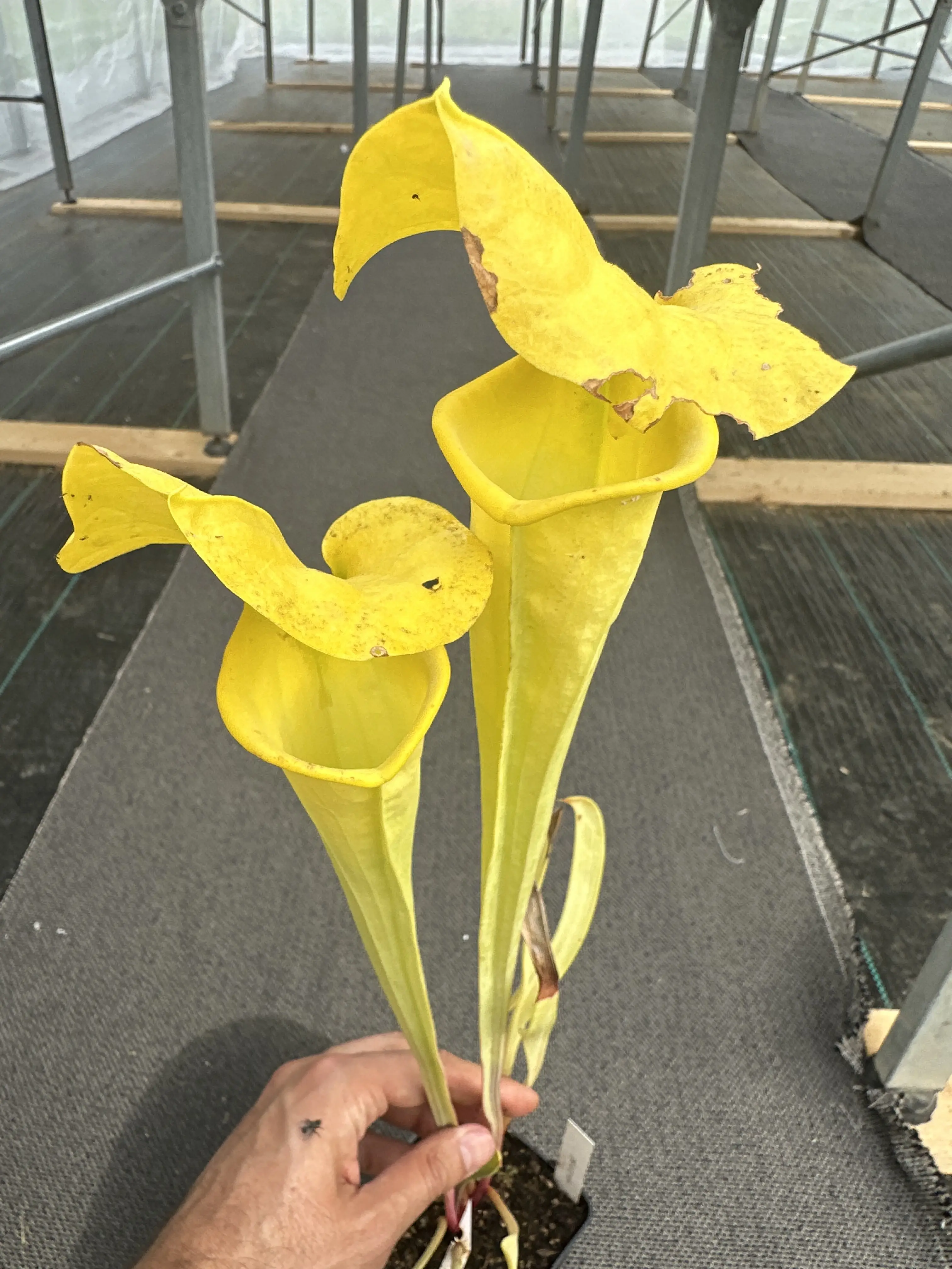 S. flava var. flava "Goldmine"