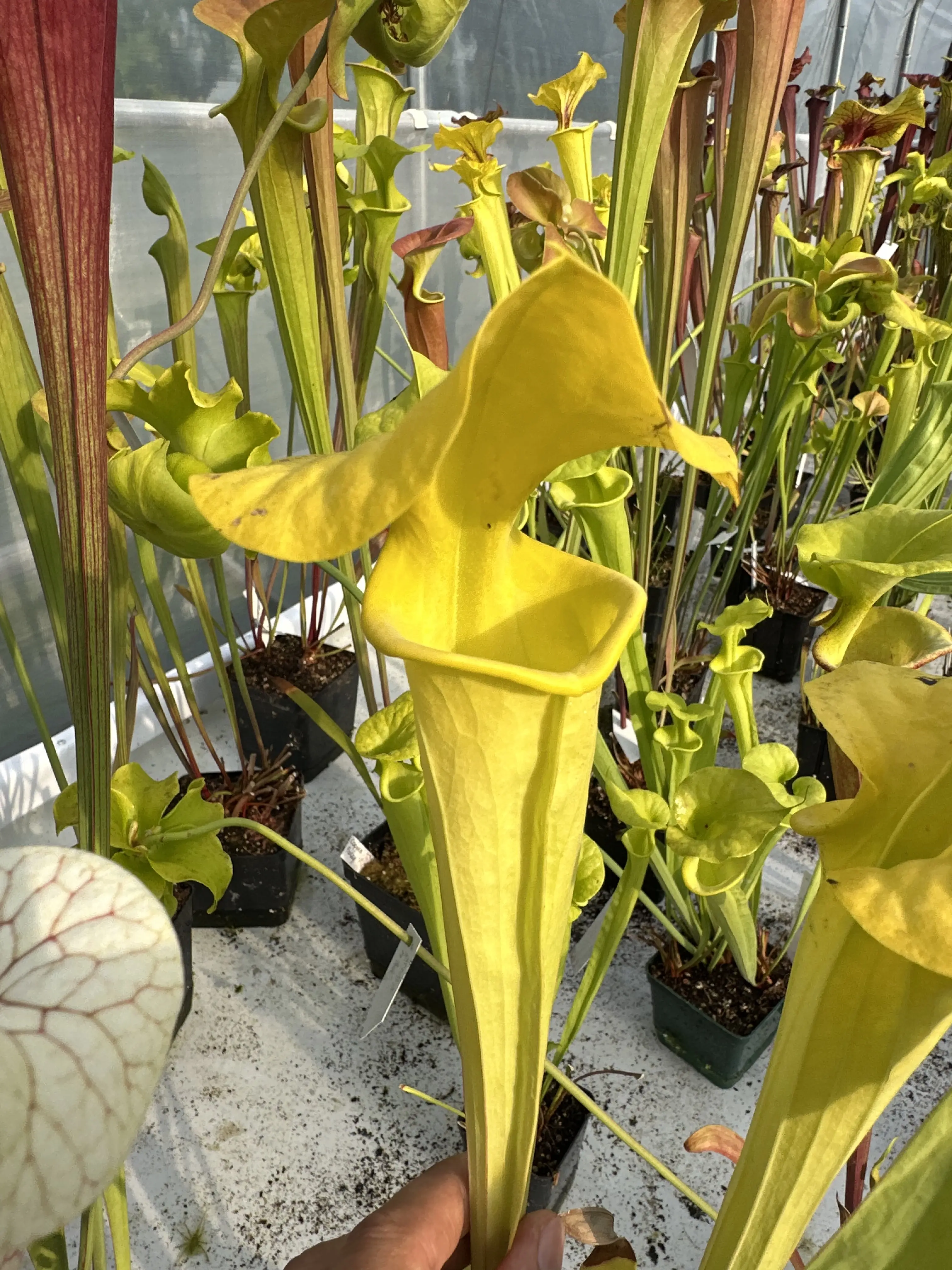 S. flava var. flava "Goldmine"