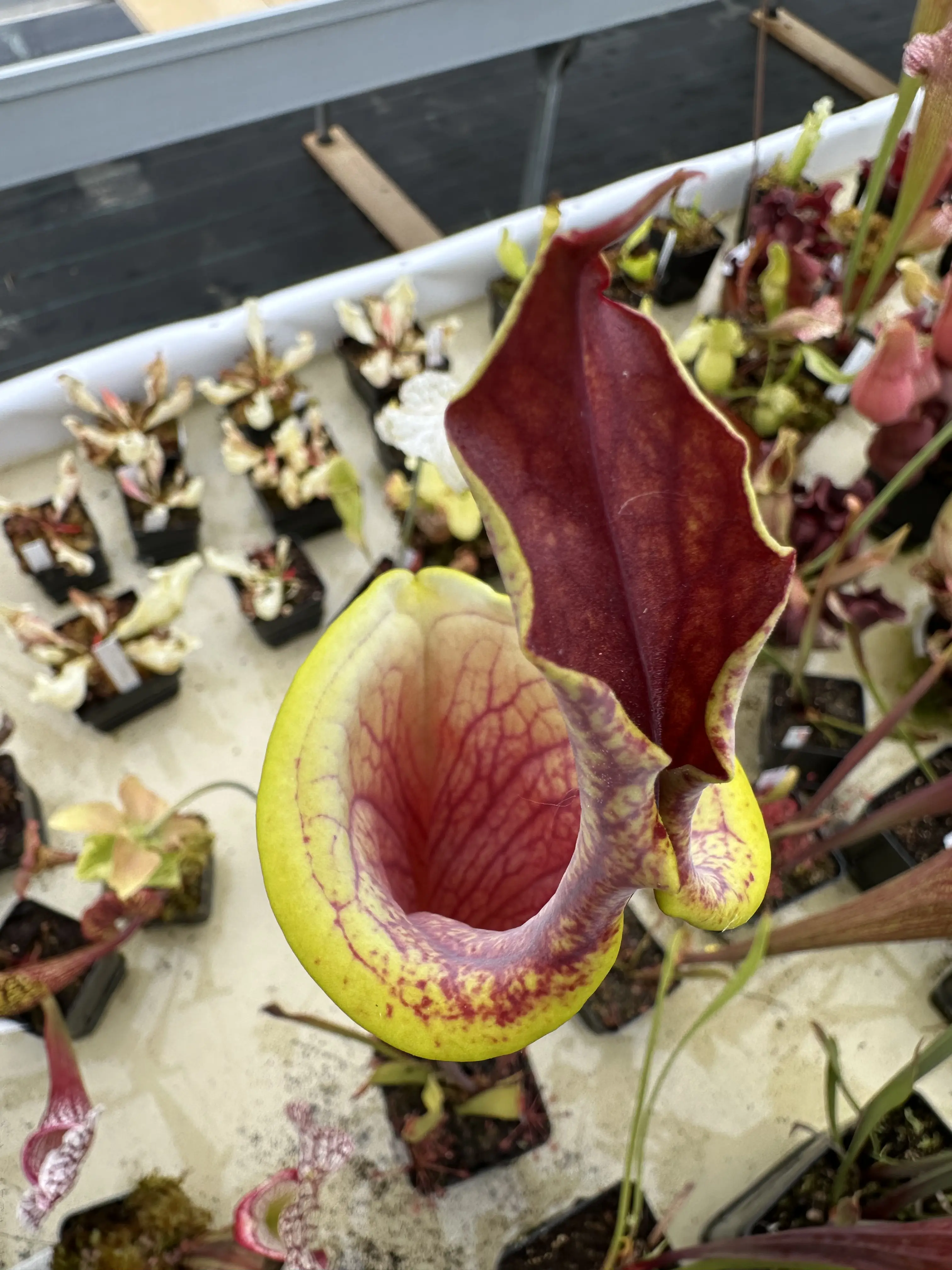 S. flava var. rubricorpora, lidless HCP