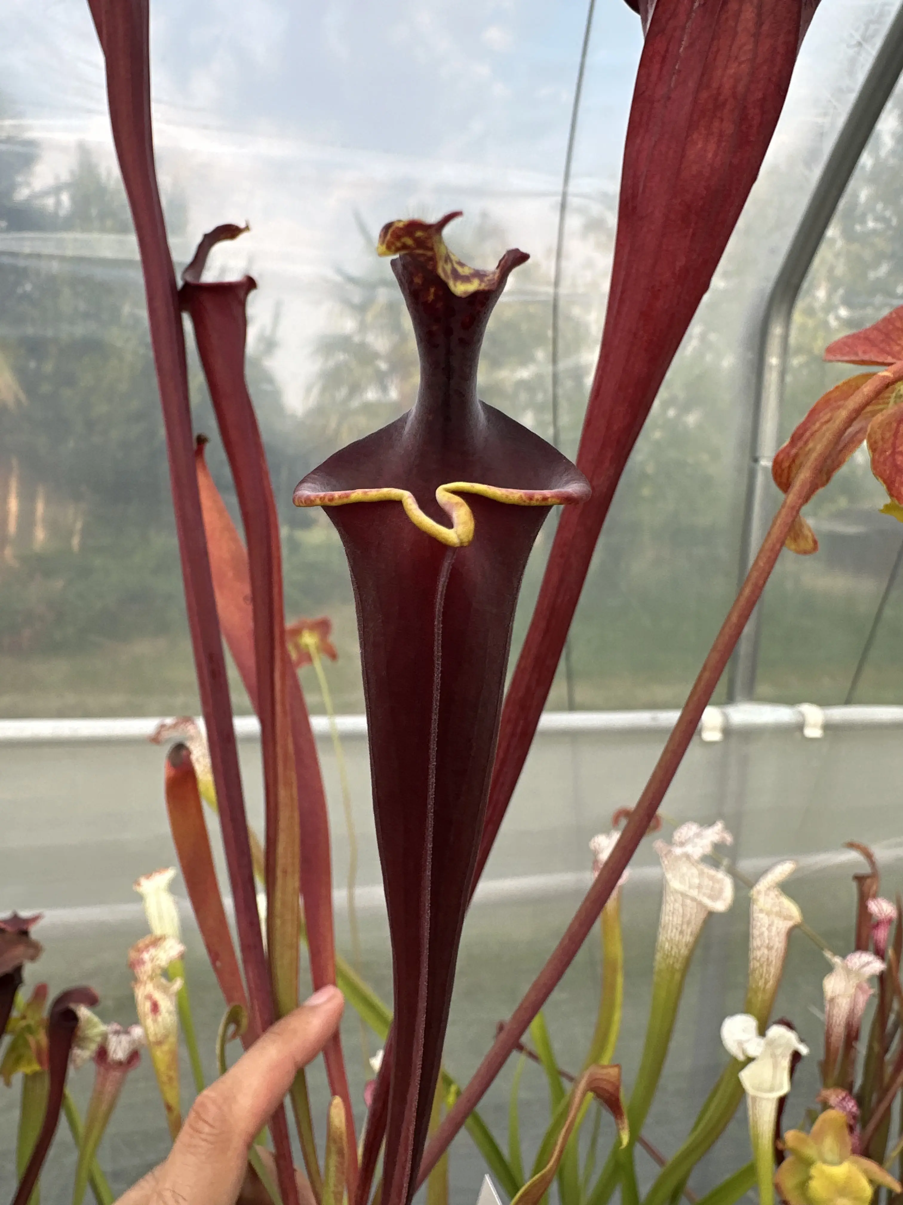 S. flava var. atropurpurea, lidless, "Praying Monk"