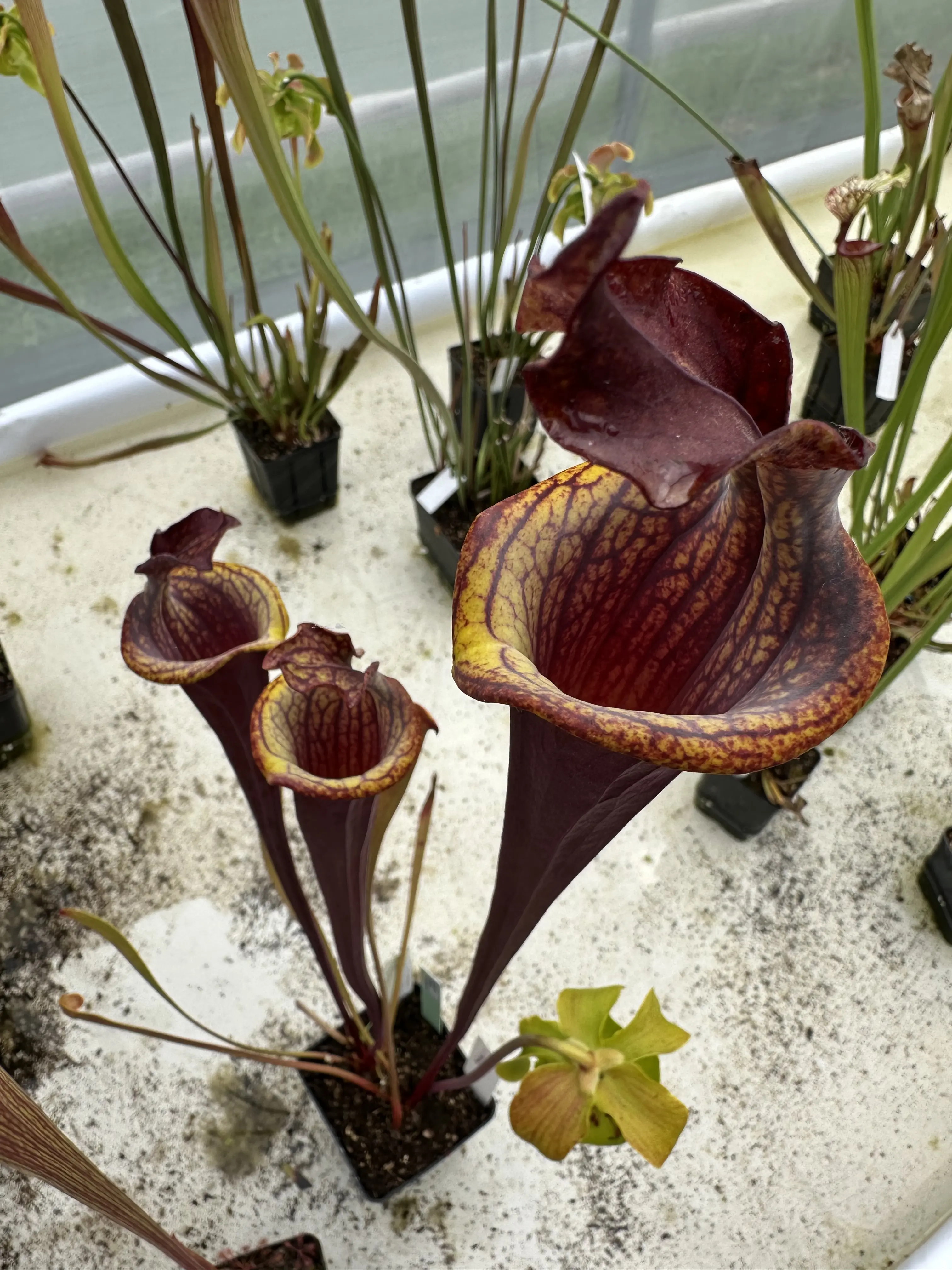 S. flava var. atropurpurea, lidless, "Praying Monk"