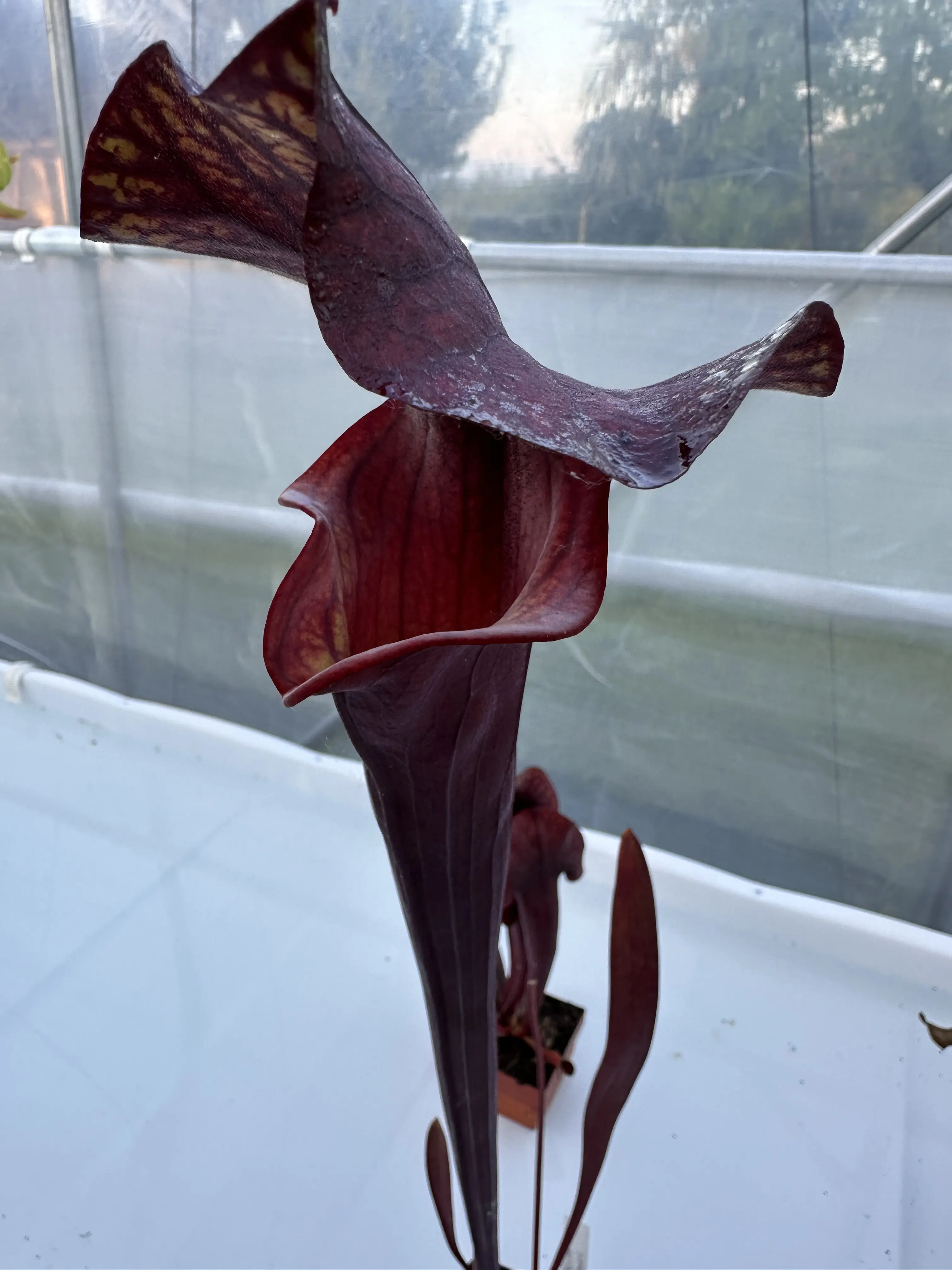 S. x 'Alucard Prince Of Darkness'