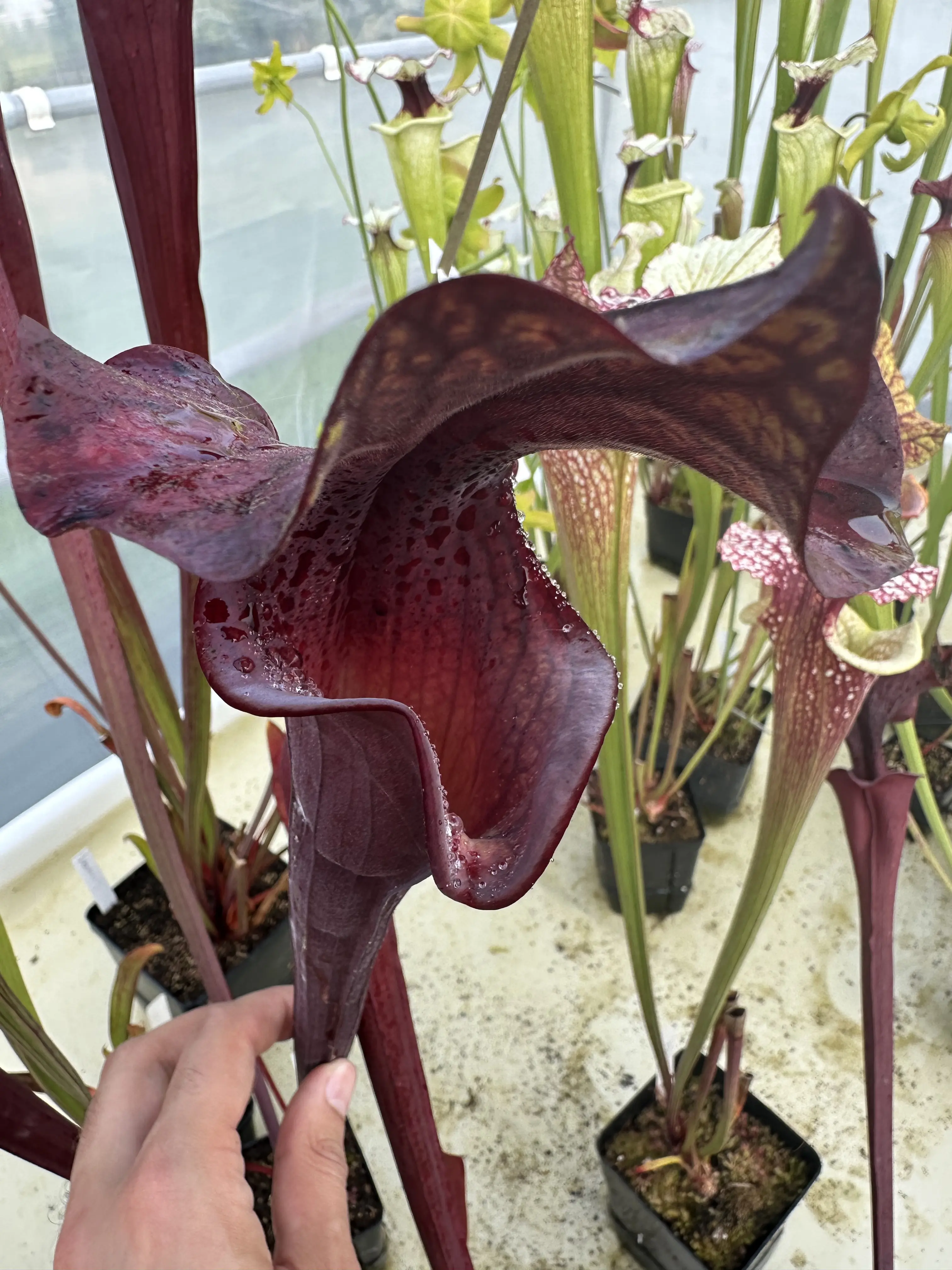 S. x 'Alucard Prince Of Darkness'