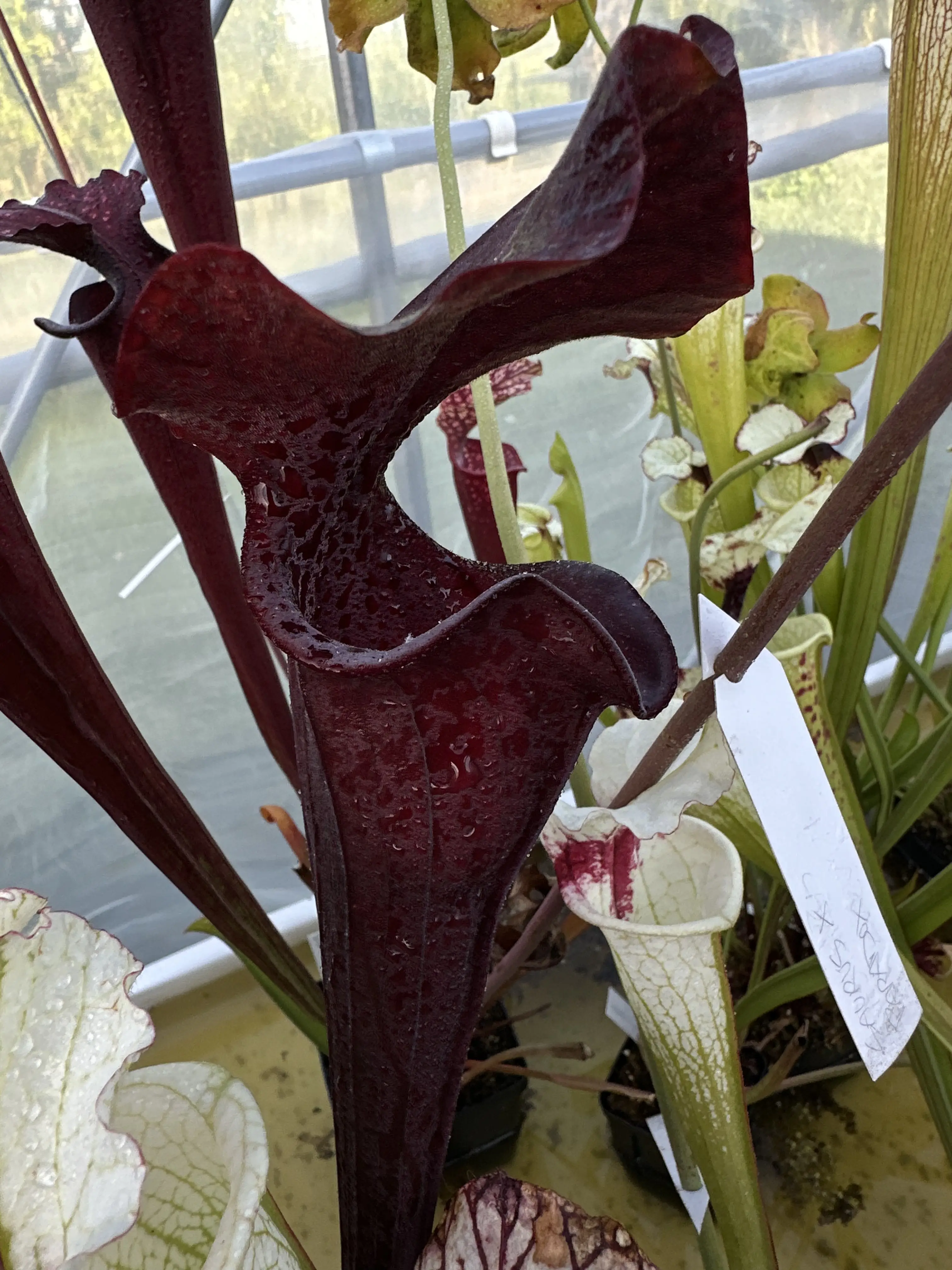 S. x 'Alucard Prince Of Darkness'