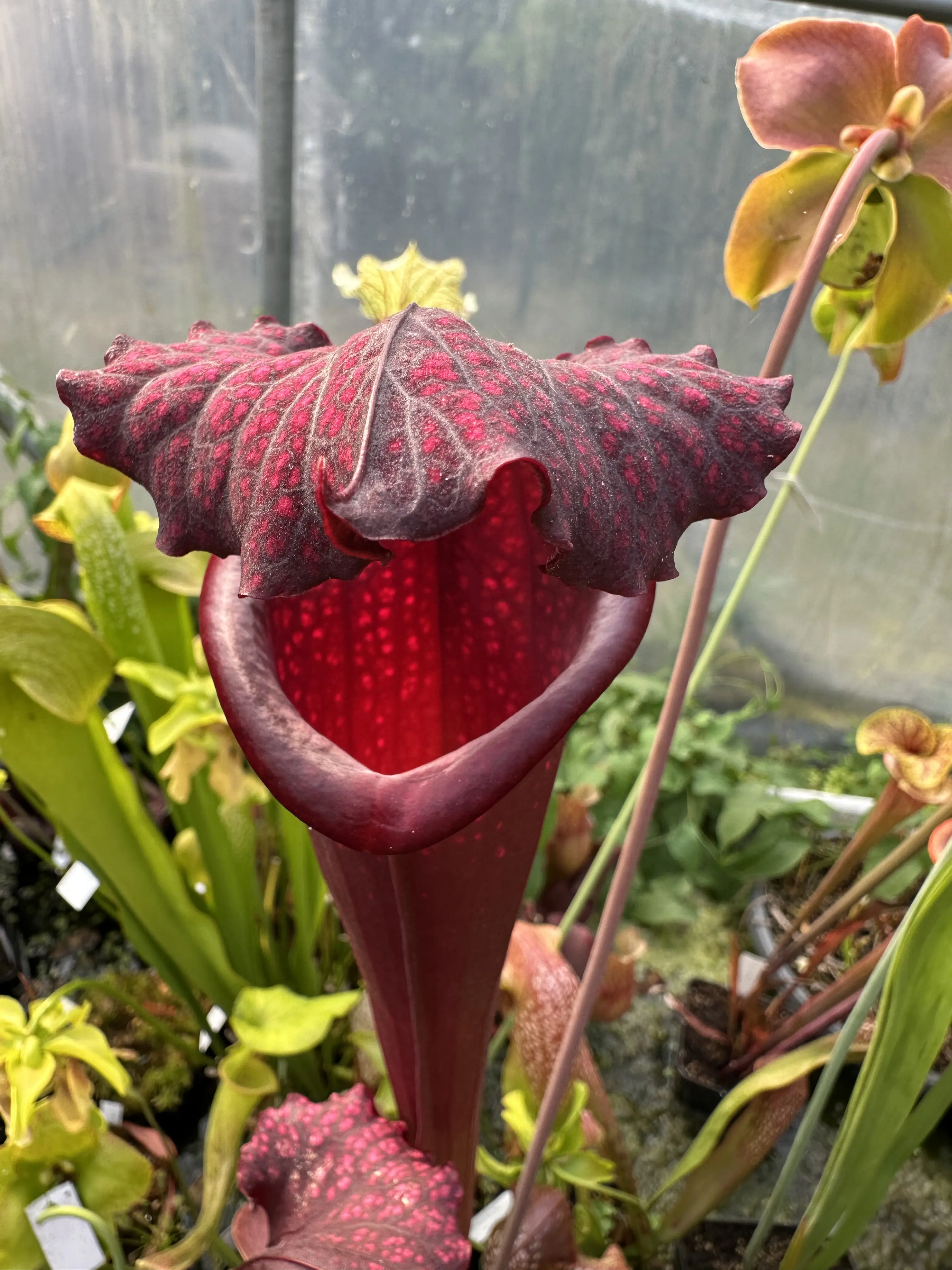 S. moorei "Praetorian Guard"