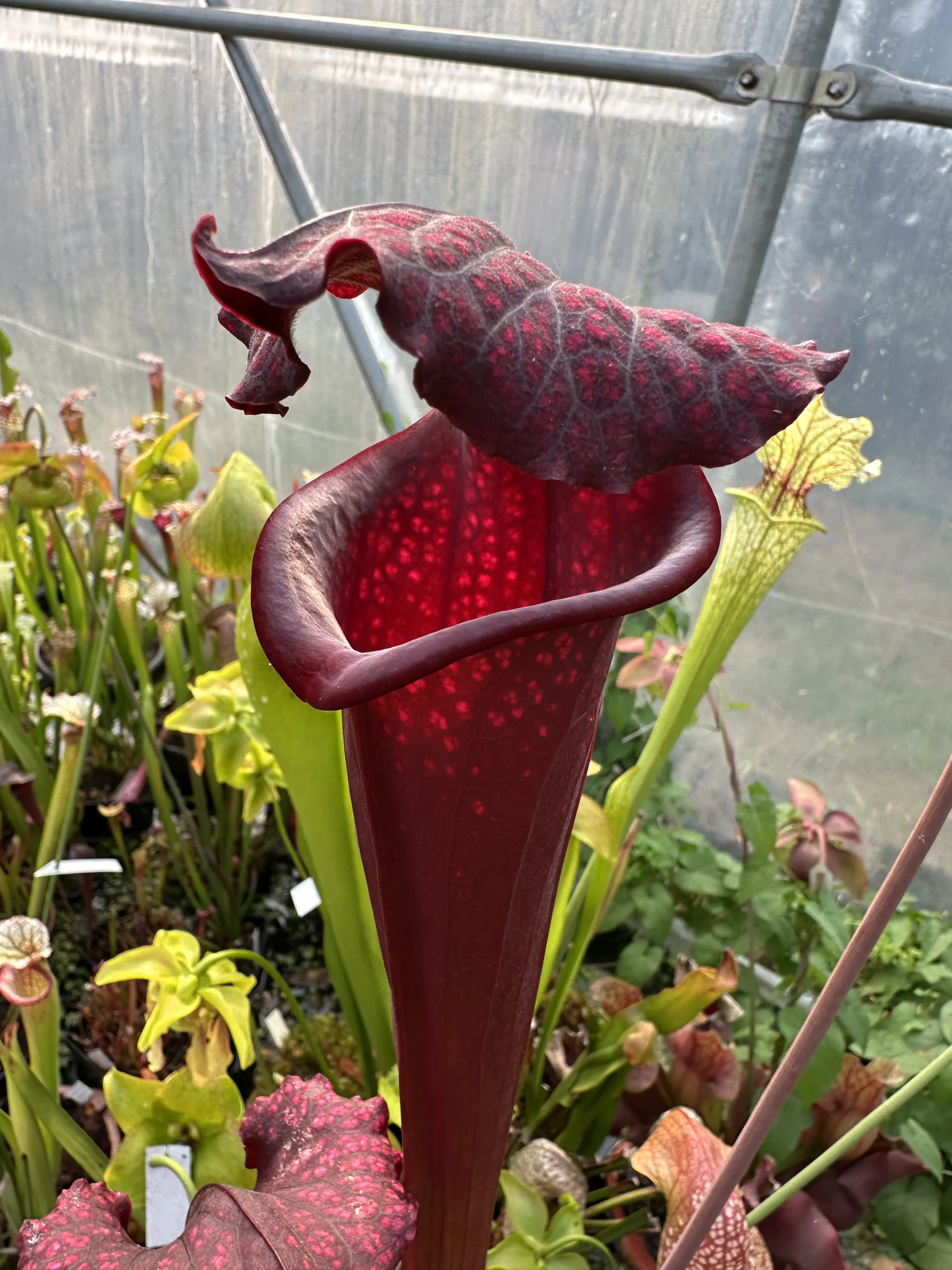 S. moorei "Praetorian Guard"